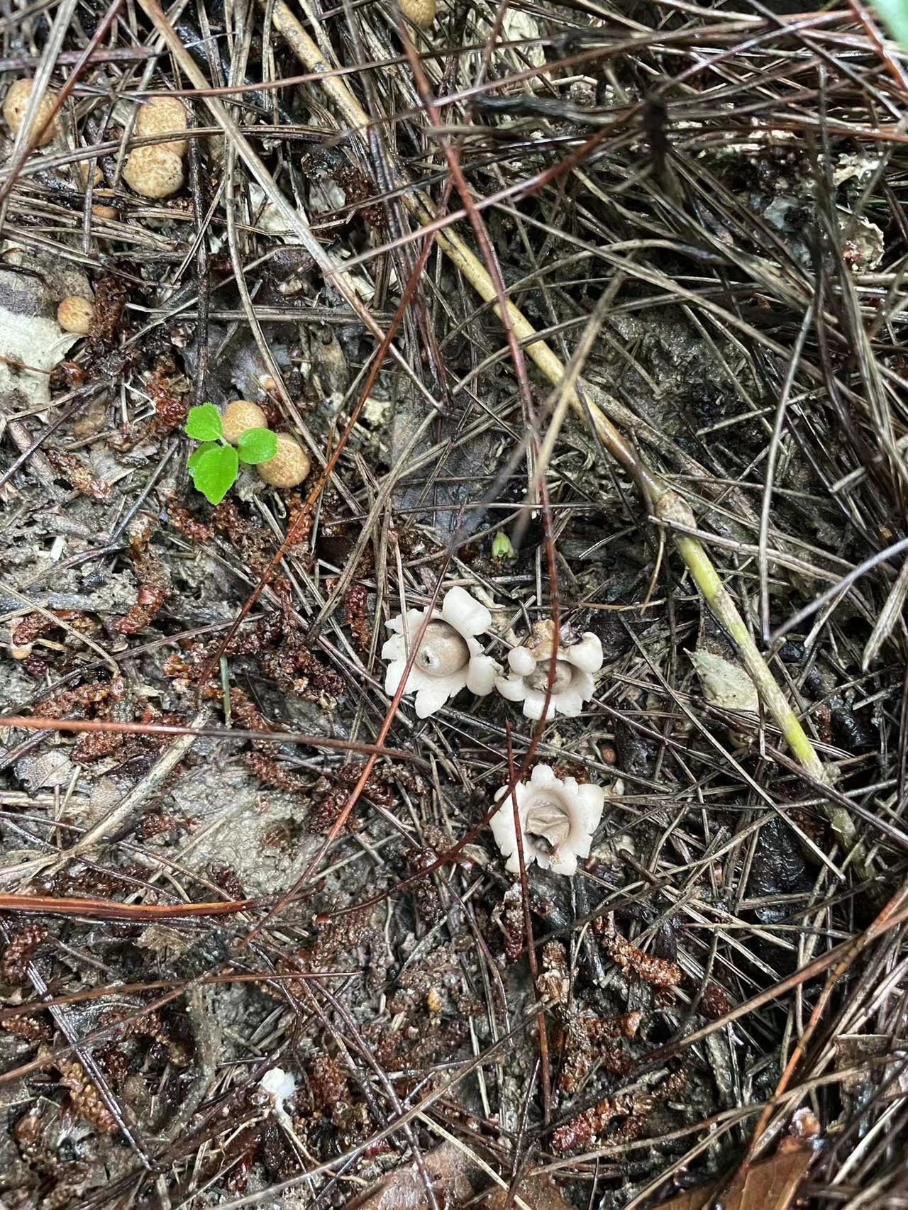 木生地星参照种