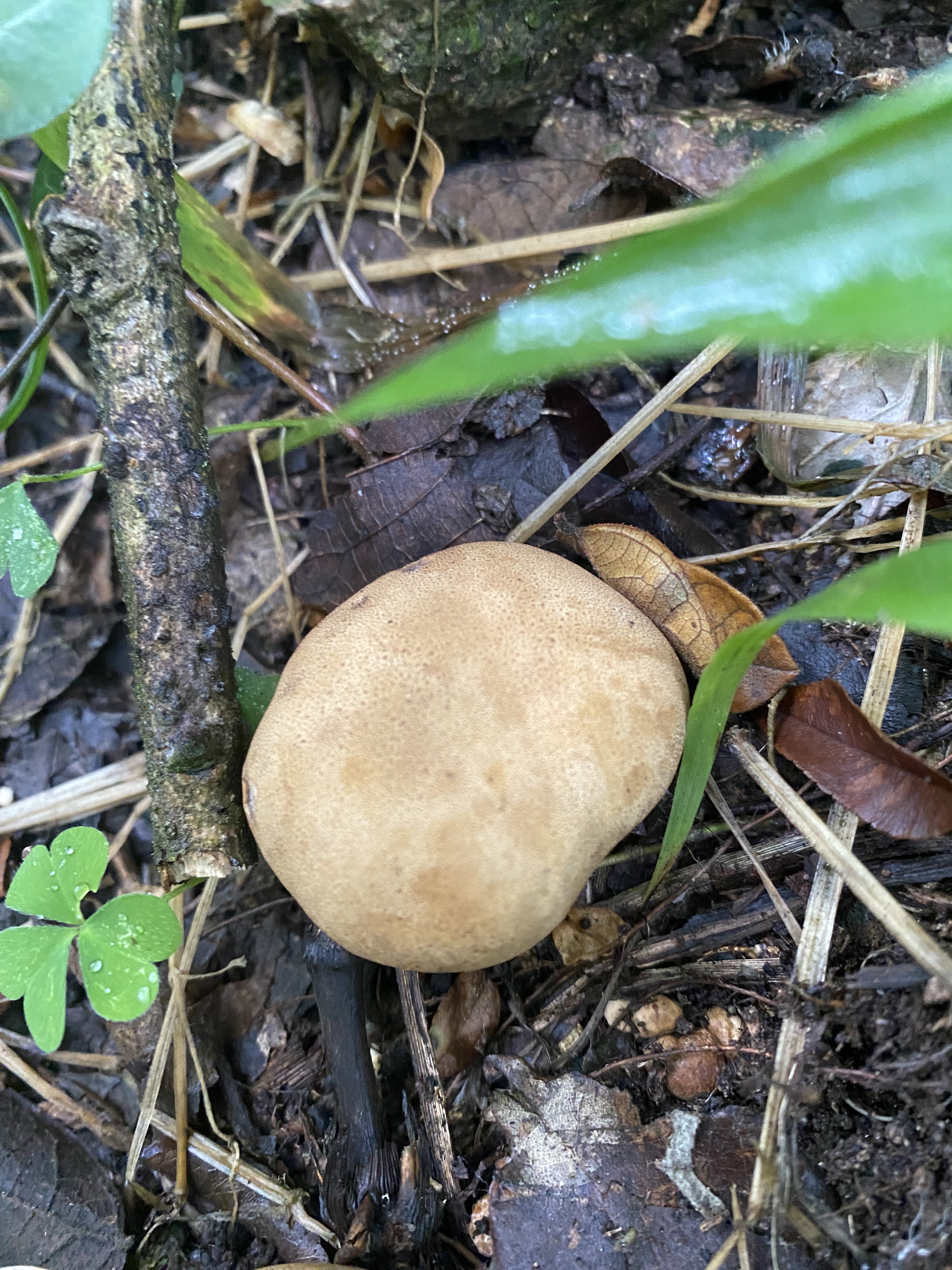 灰疣硬皮马勃参照种