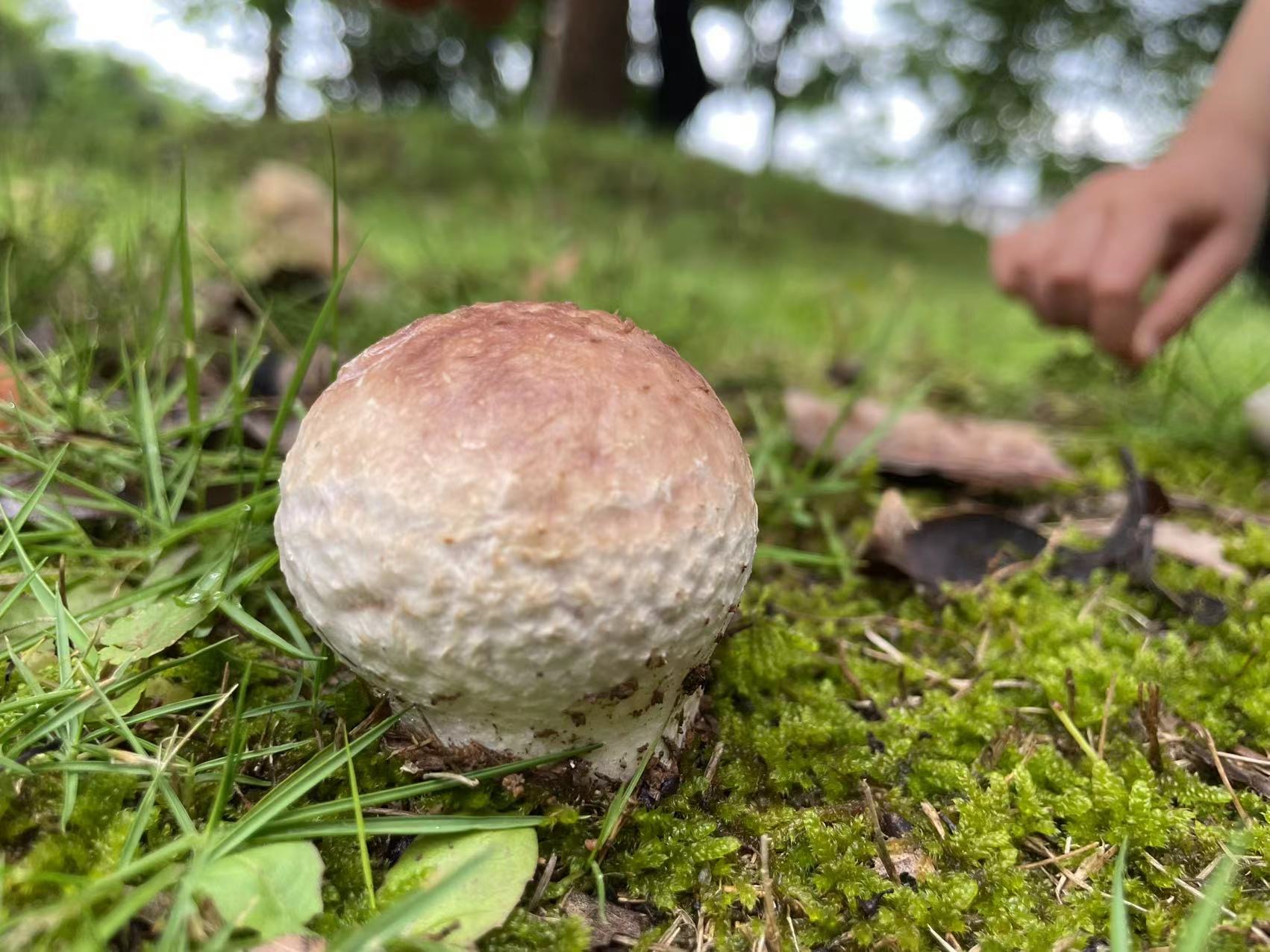 头状秃马勃参照种