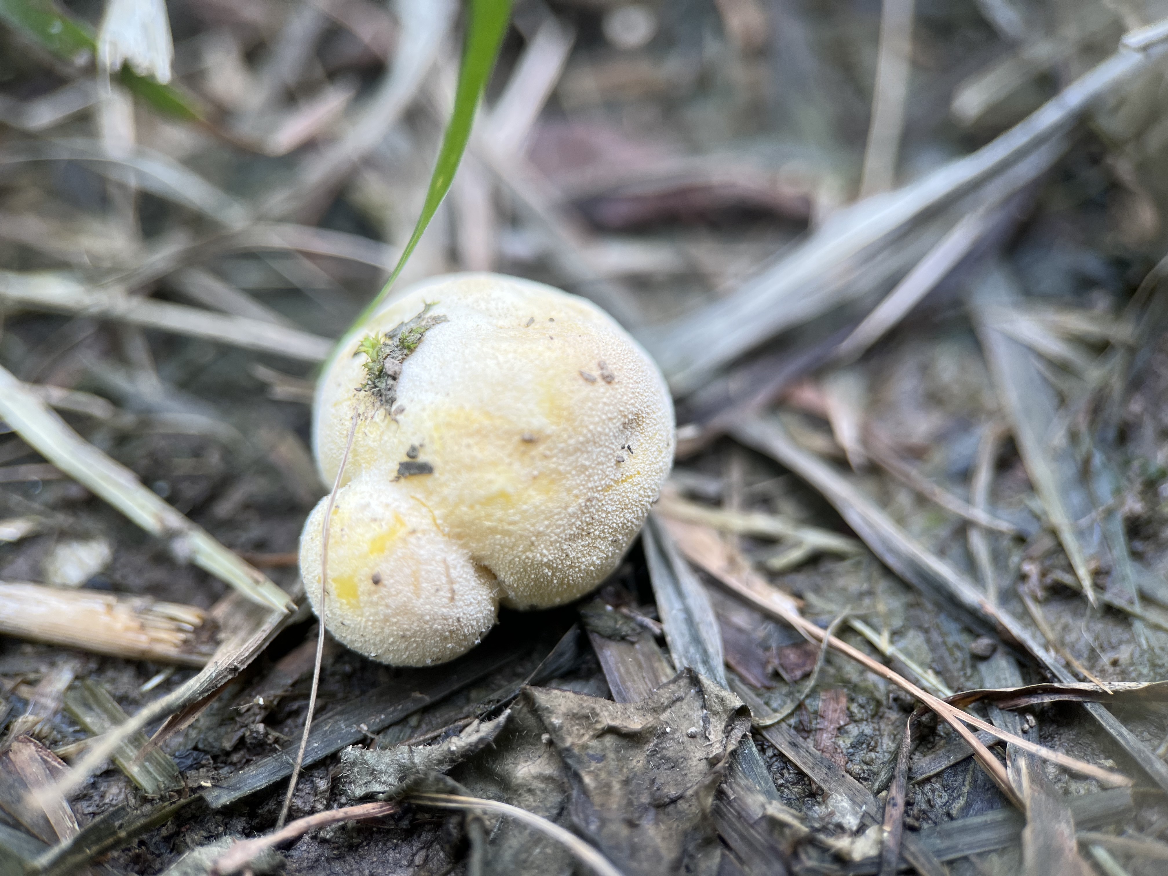 柠檬灰球菌参照种