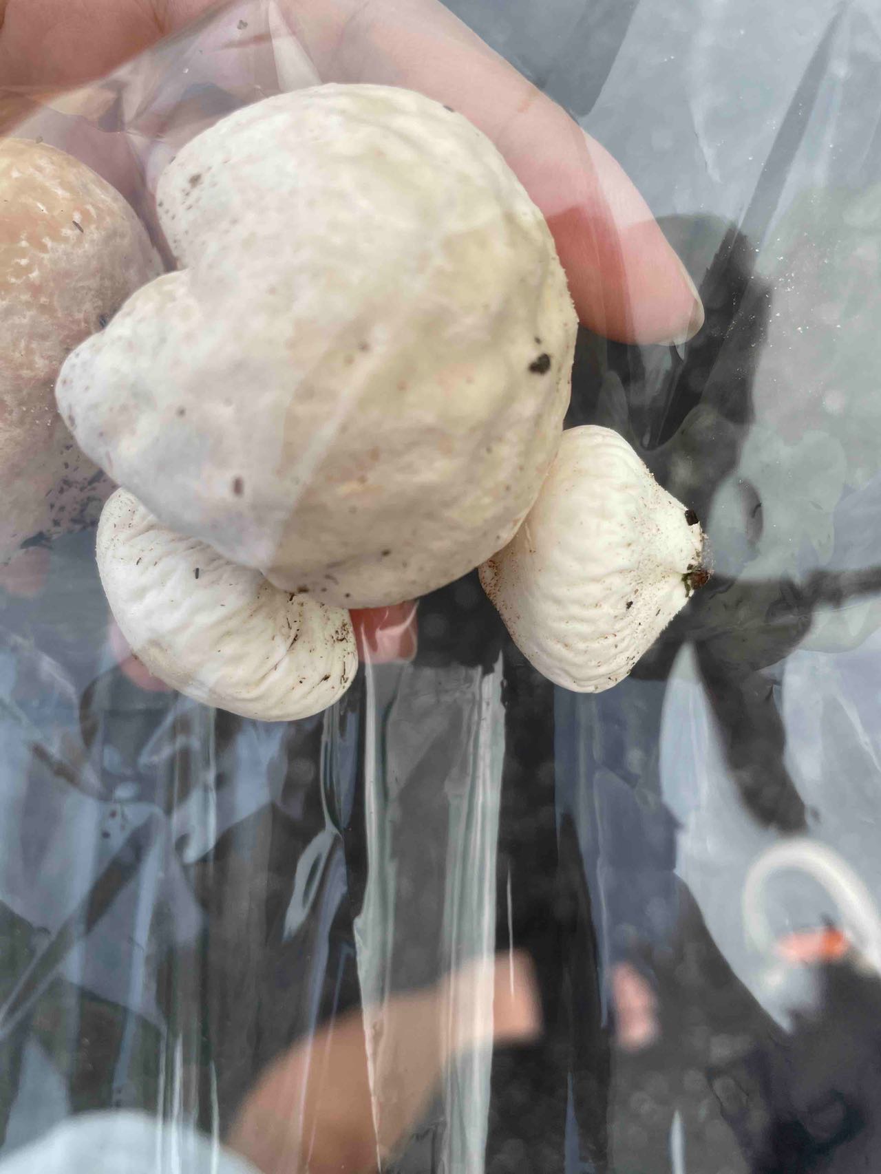 杯形秃马勃参照种