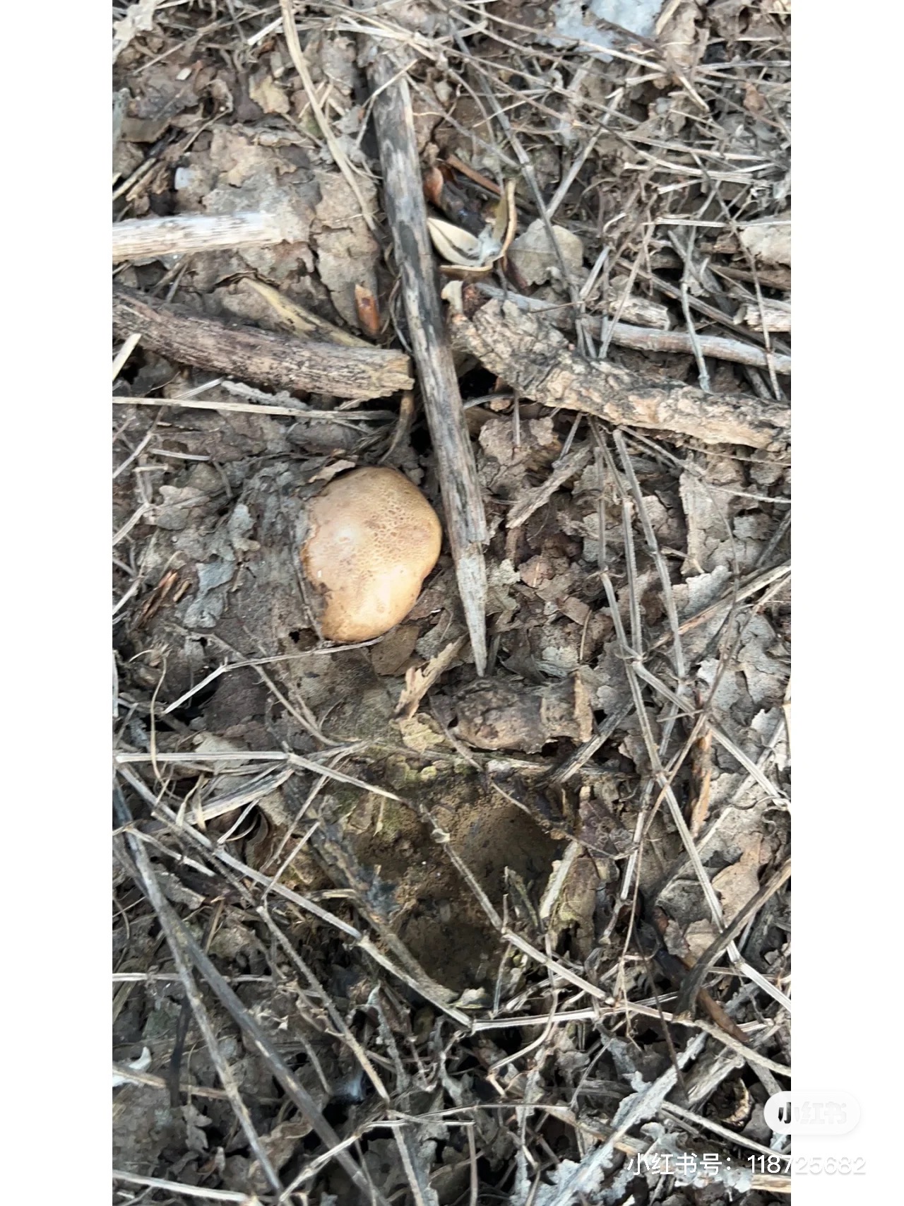 马勃状硬皮马勃参照种