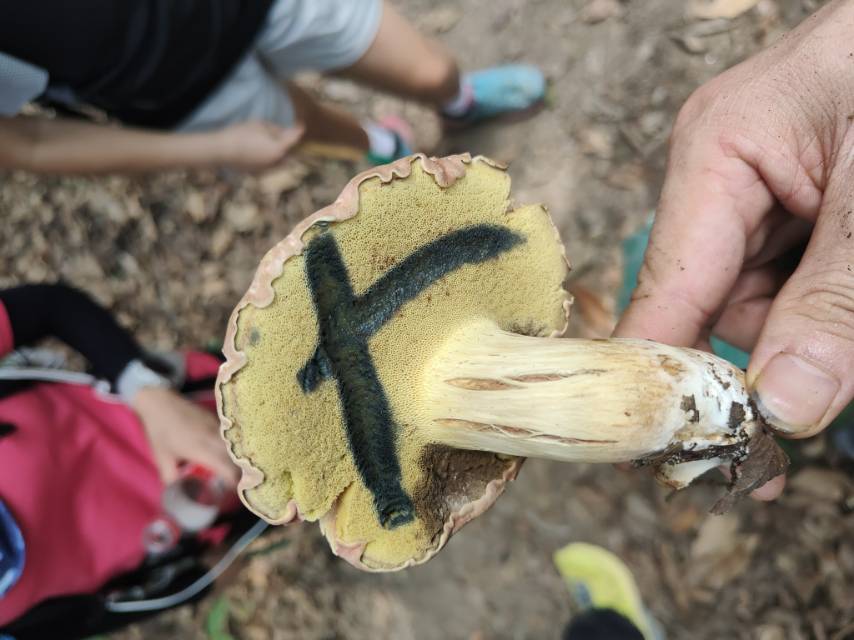 黄盖粉孢牛肝菌