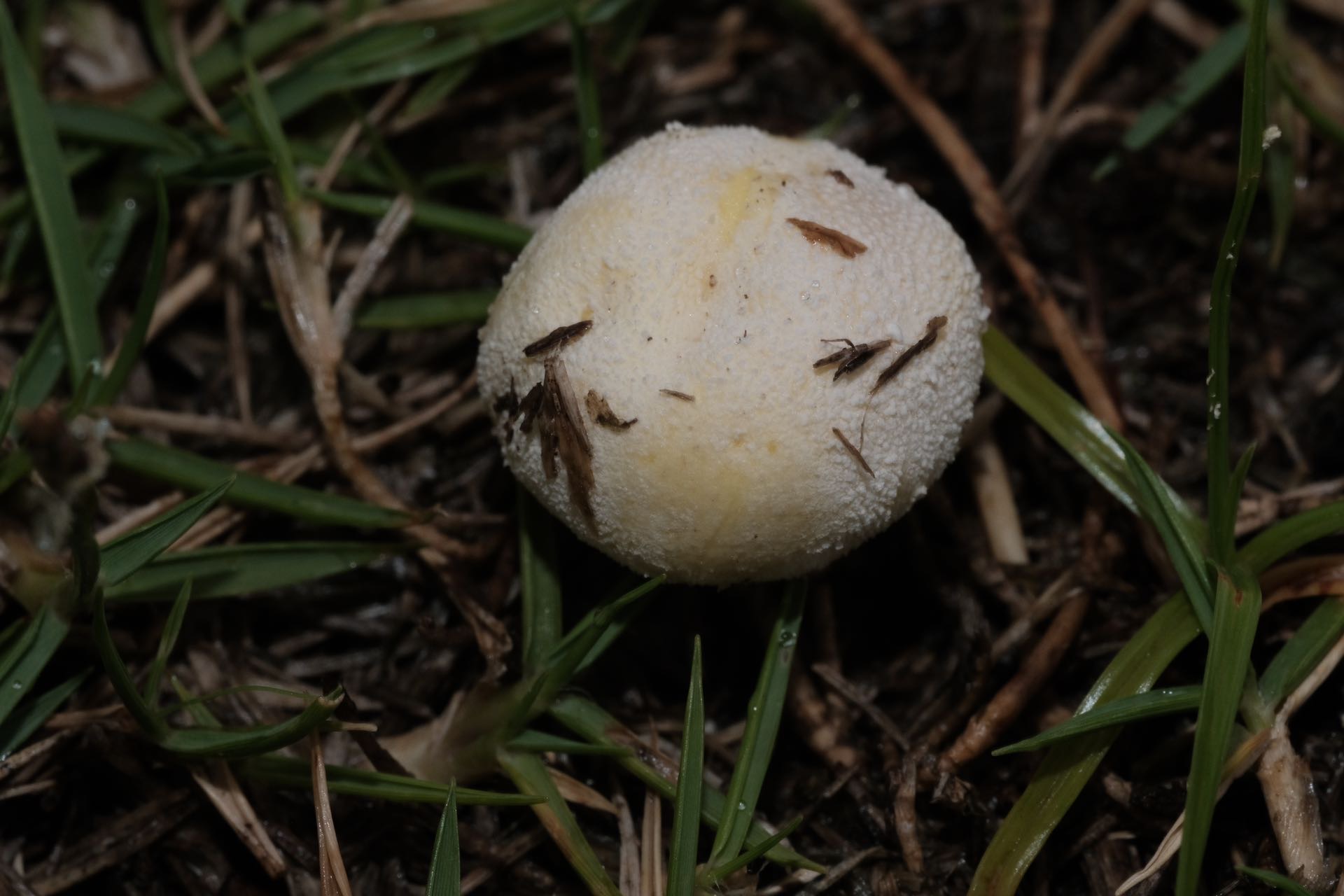 黄色灰球菌参照种