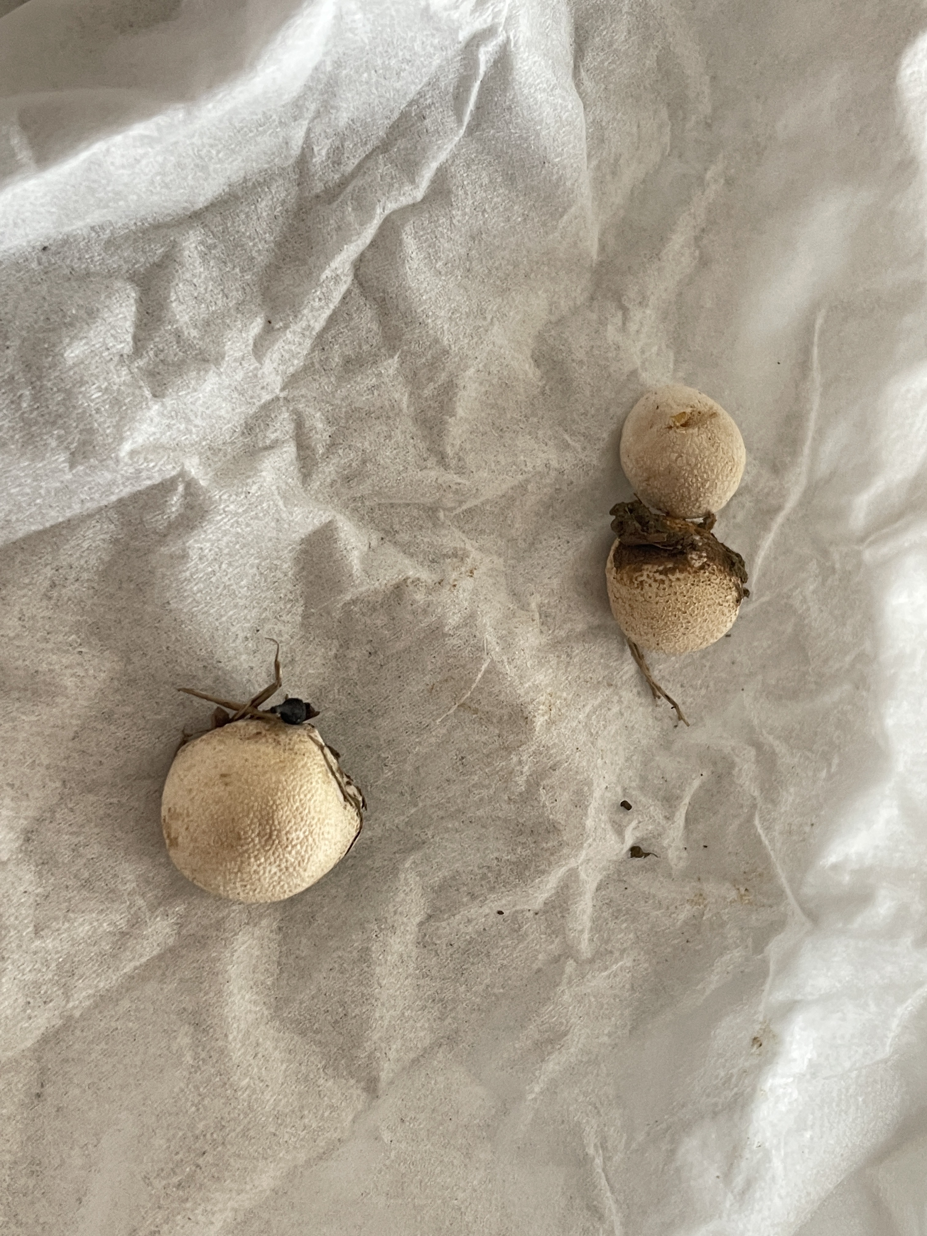 坎氏灰球菌参照种