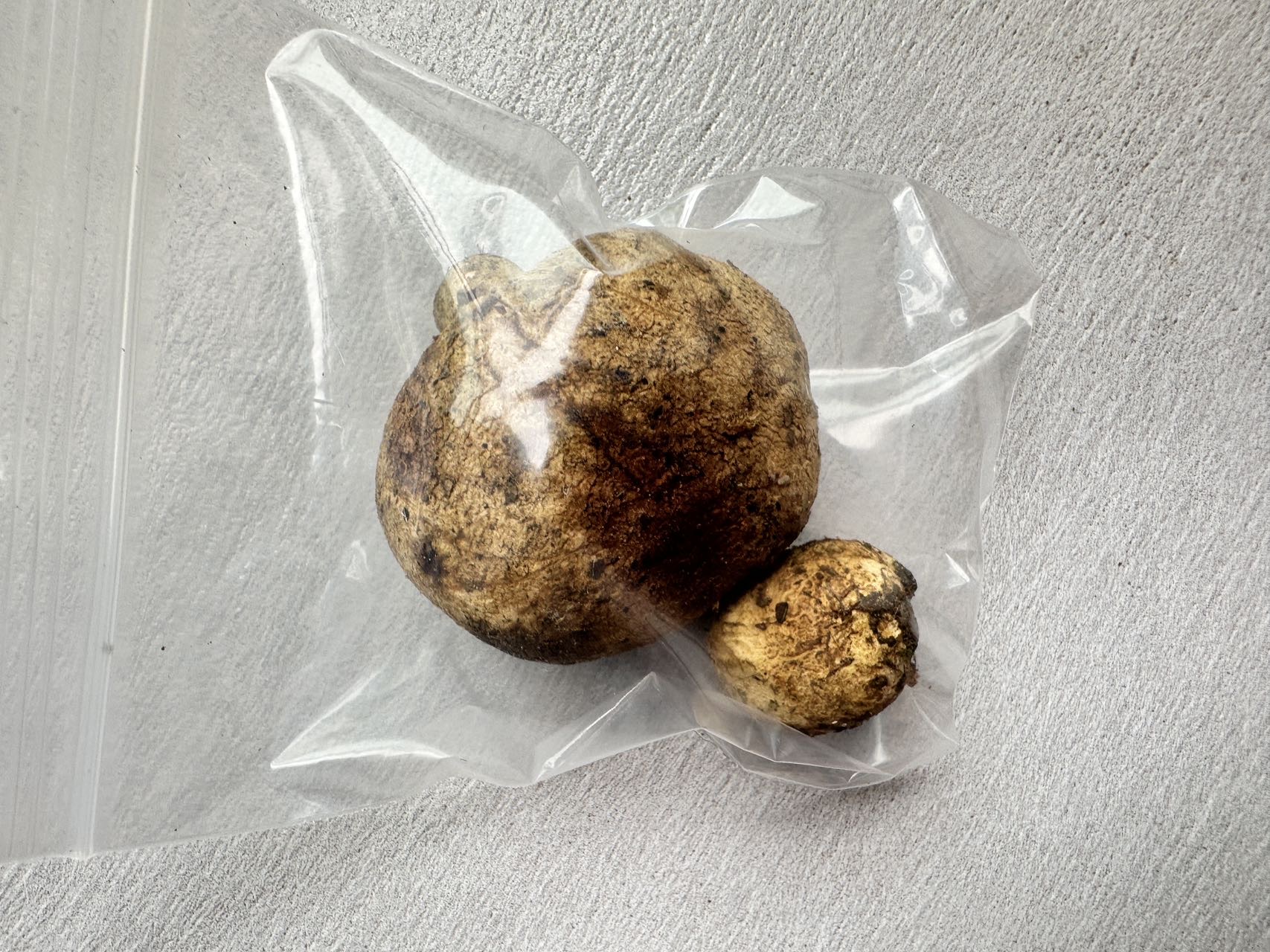 光硬皮马勃参照种