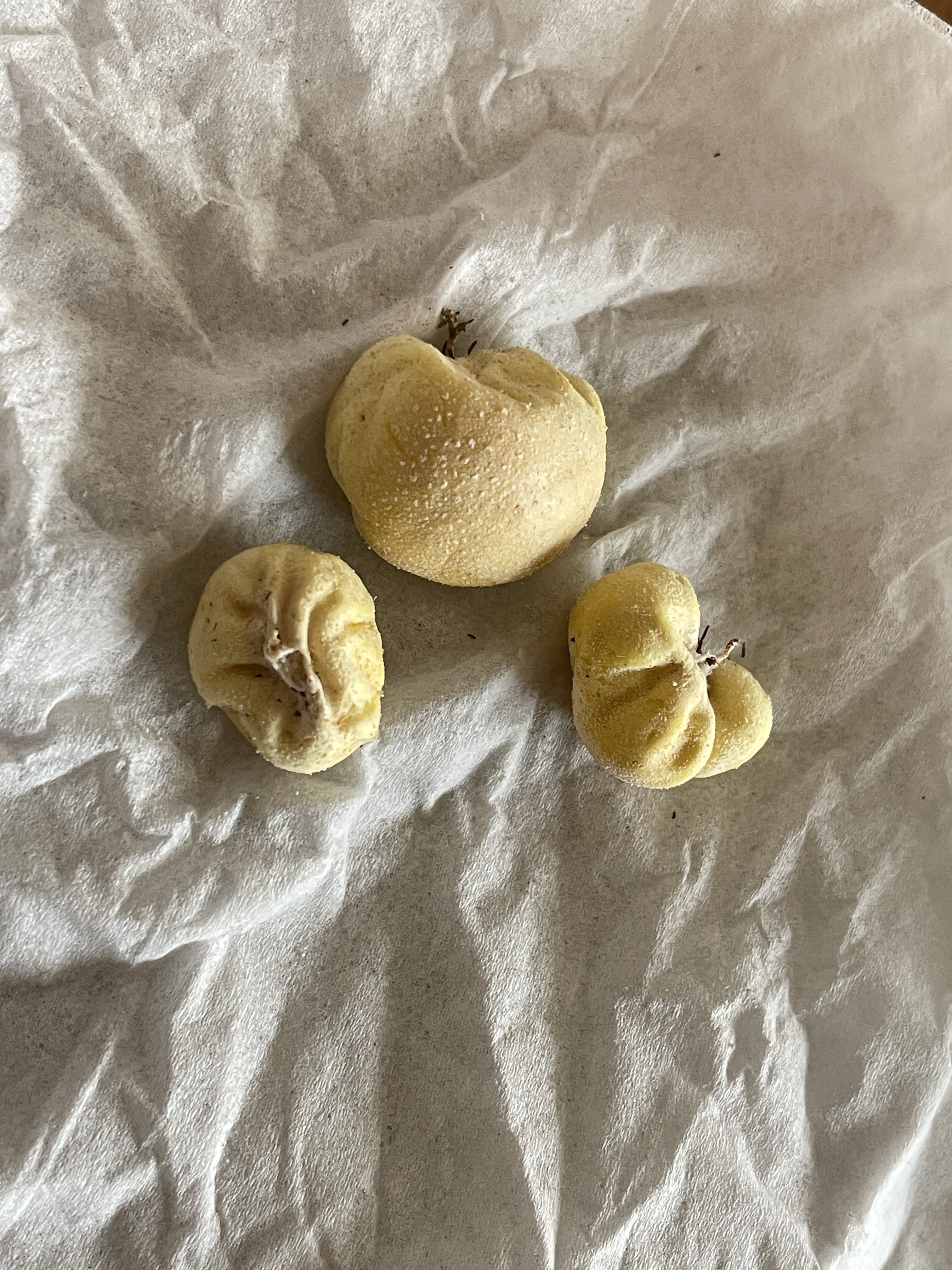 黄色灰球菌参照种