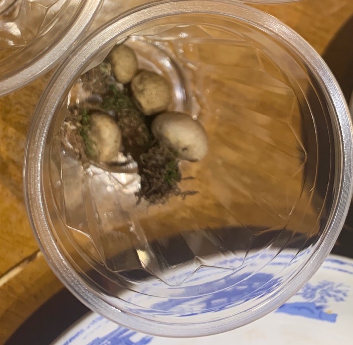 灰疣硬皮马勃参照种