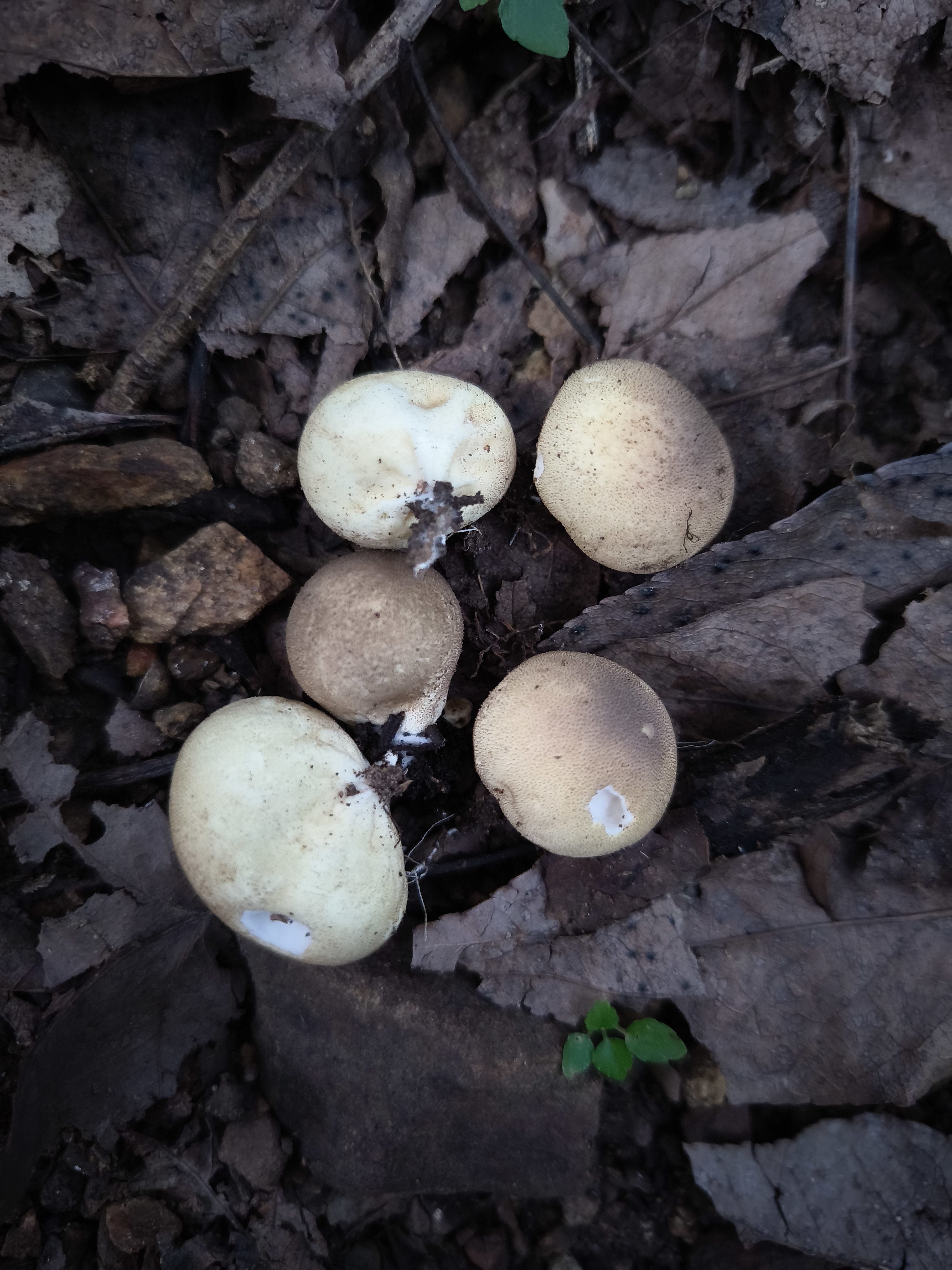 铜色灰球菌参照种