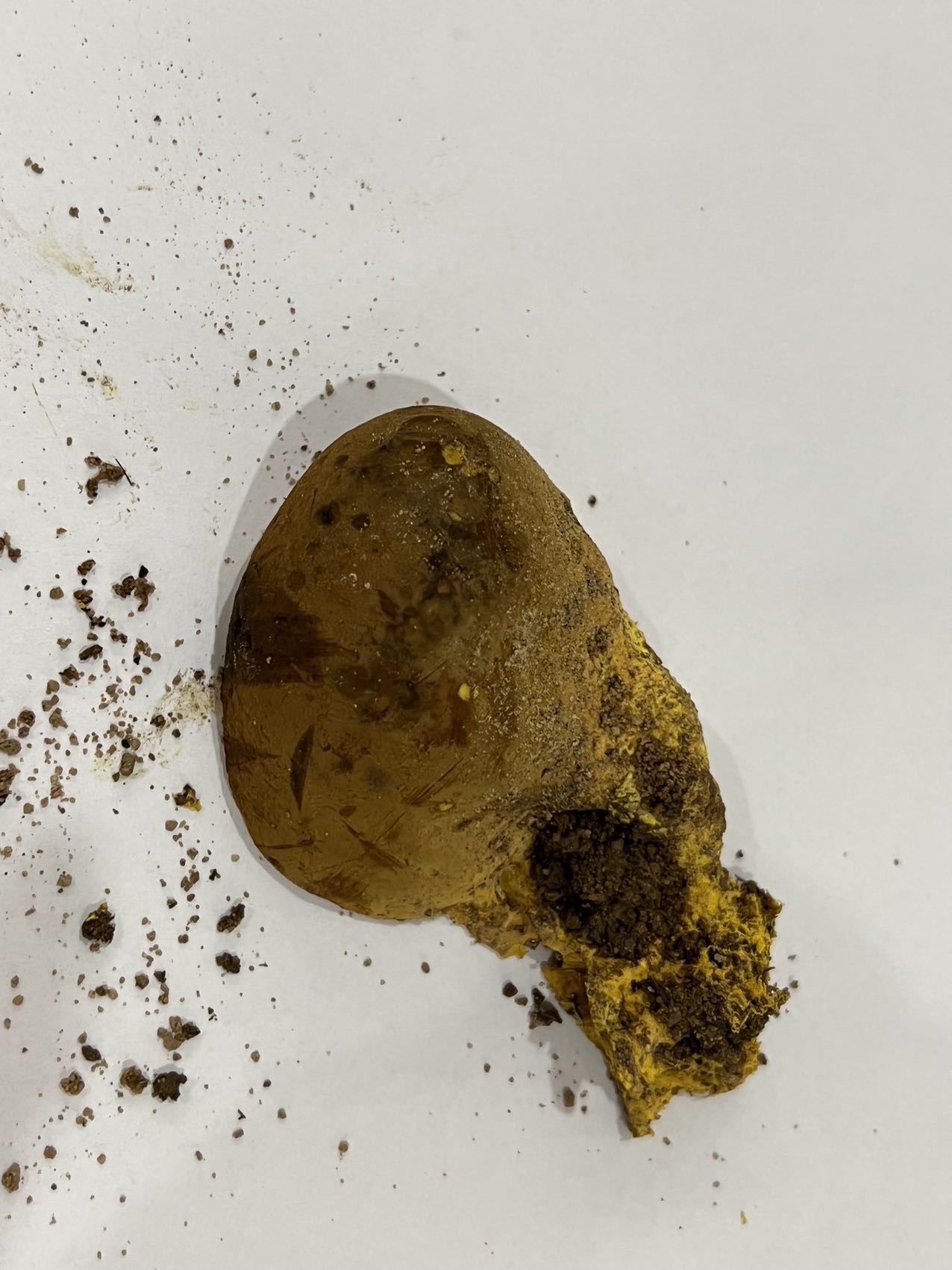 豌豆状硬皮马勃参照种