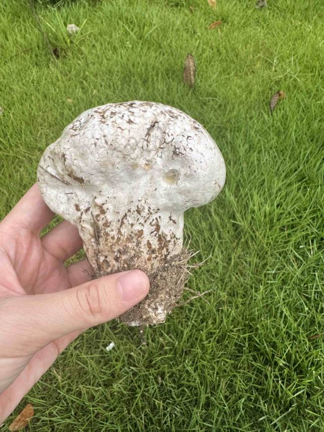 杯形秃马勃参照种