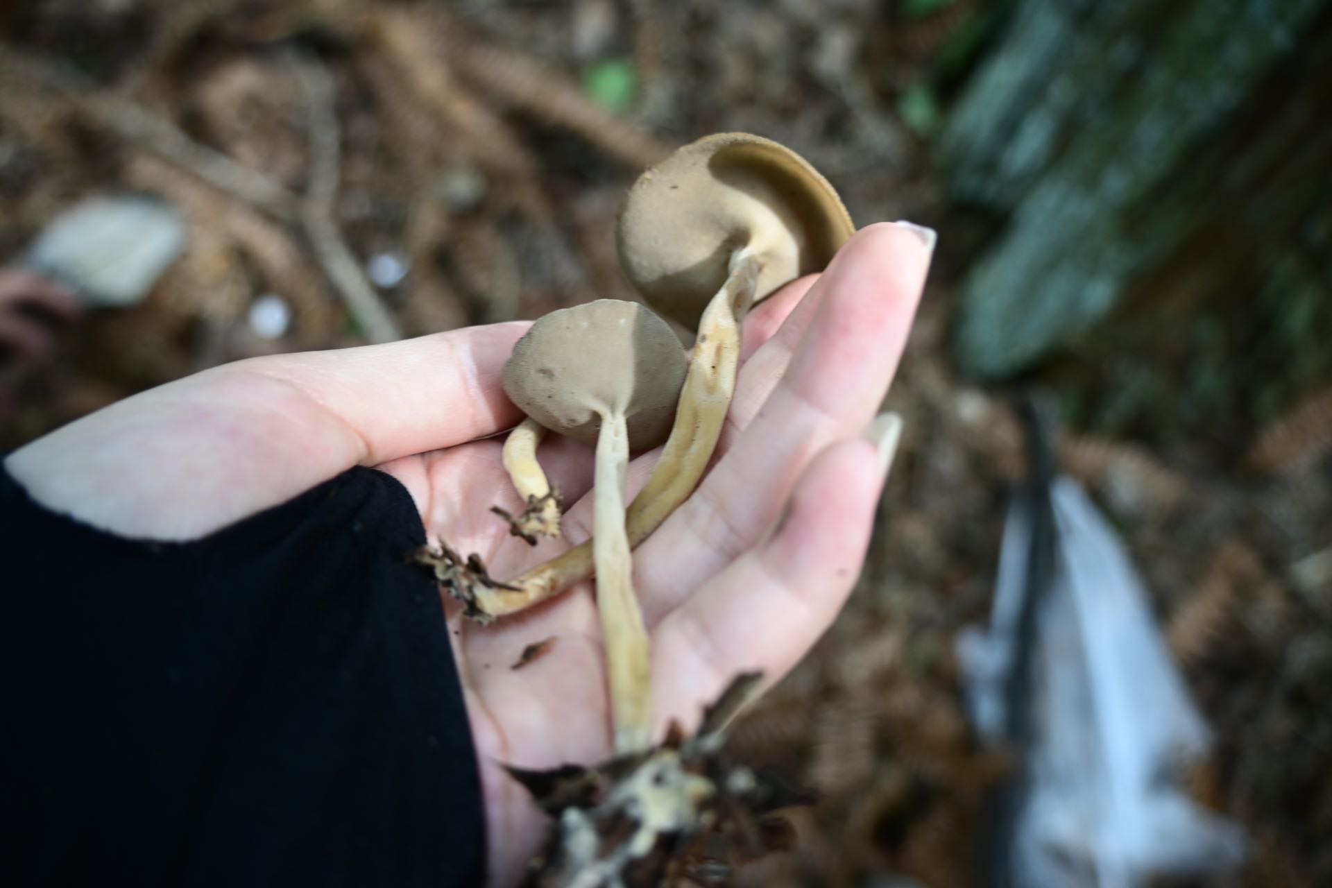 压缩马鞍菌近似种