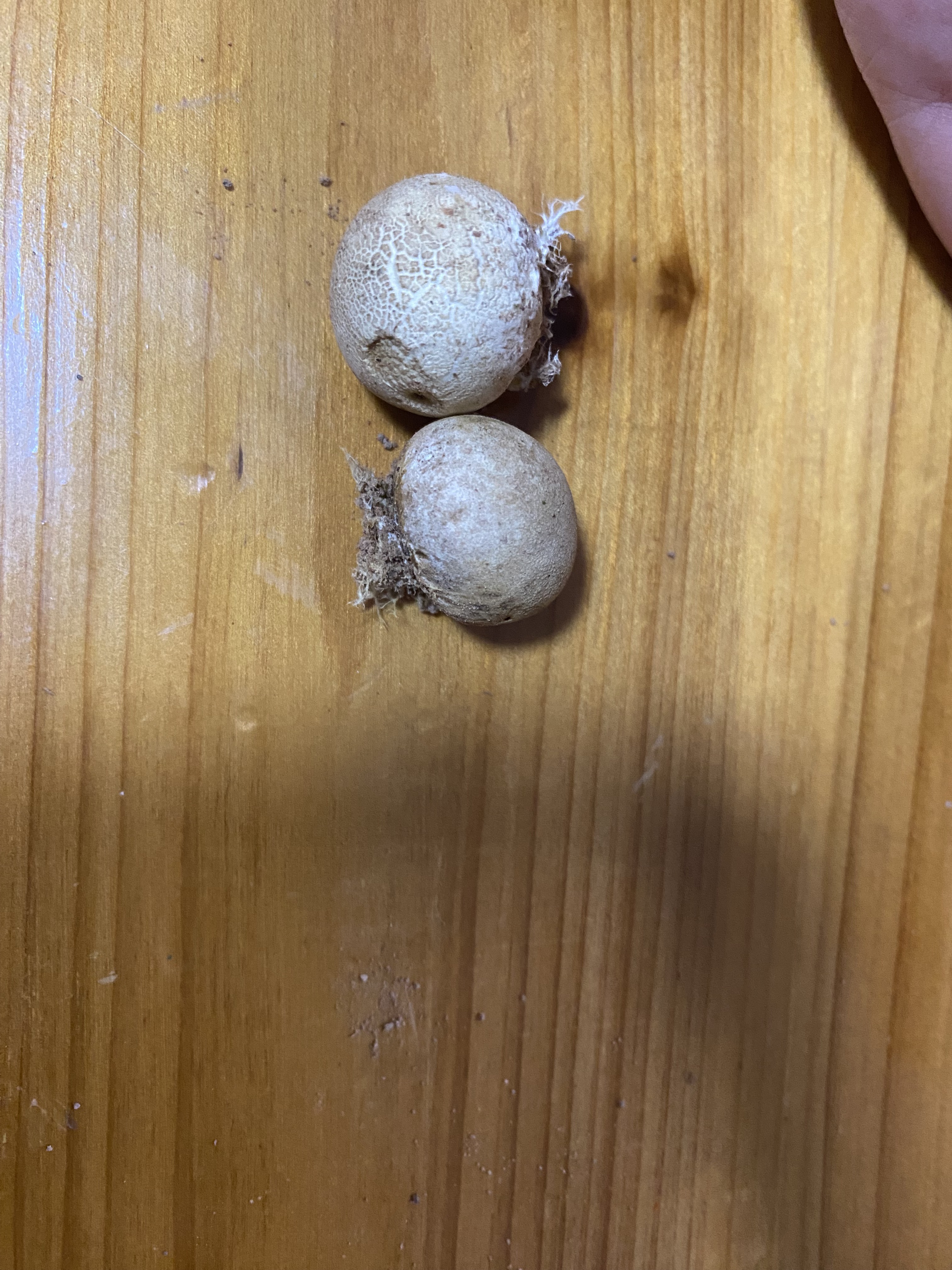 橙黄硬皮马勃参照种