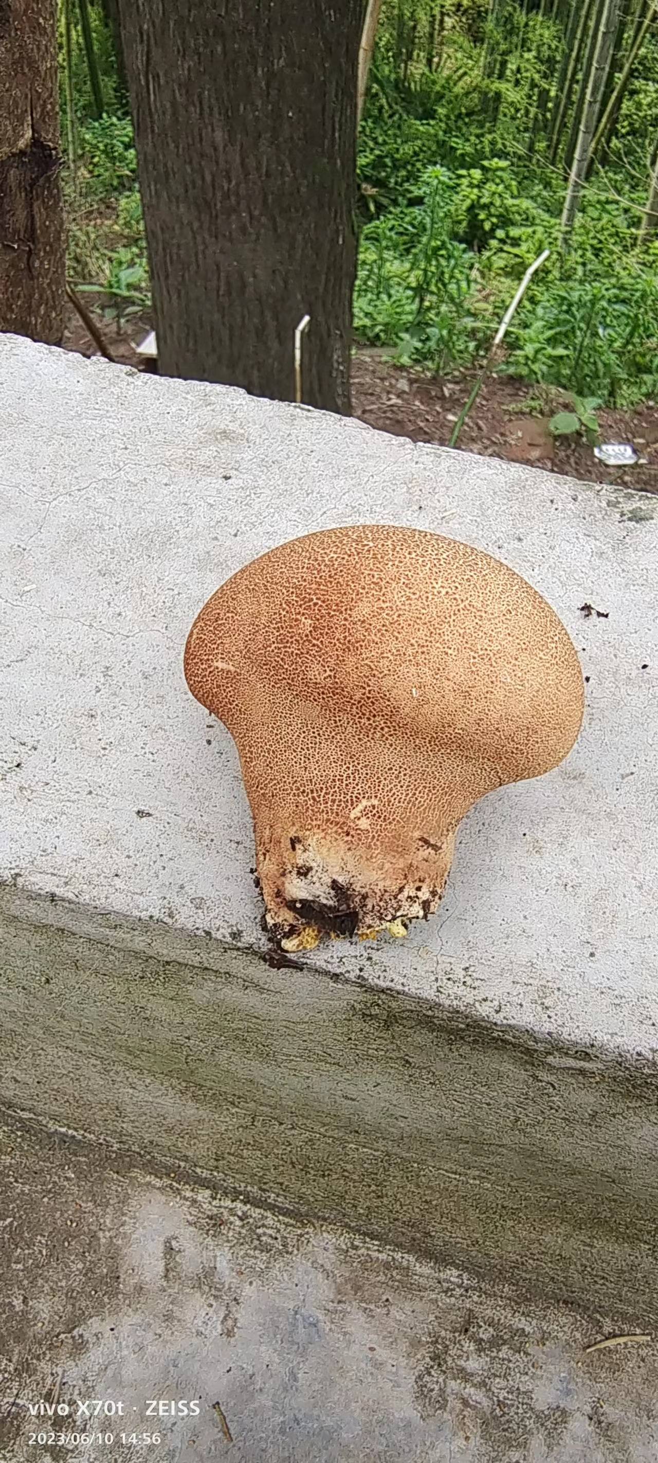 兰宾马勃参照种 等