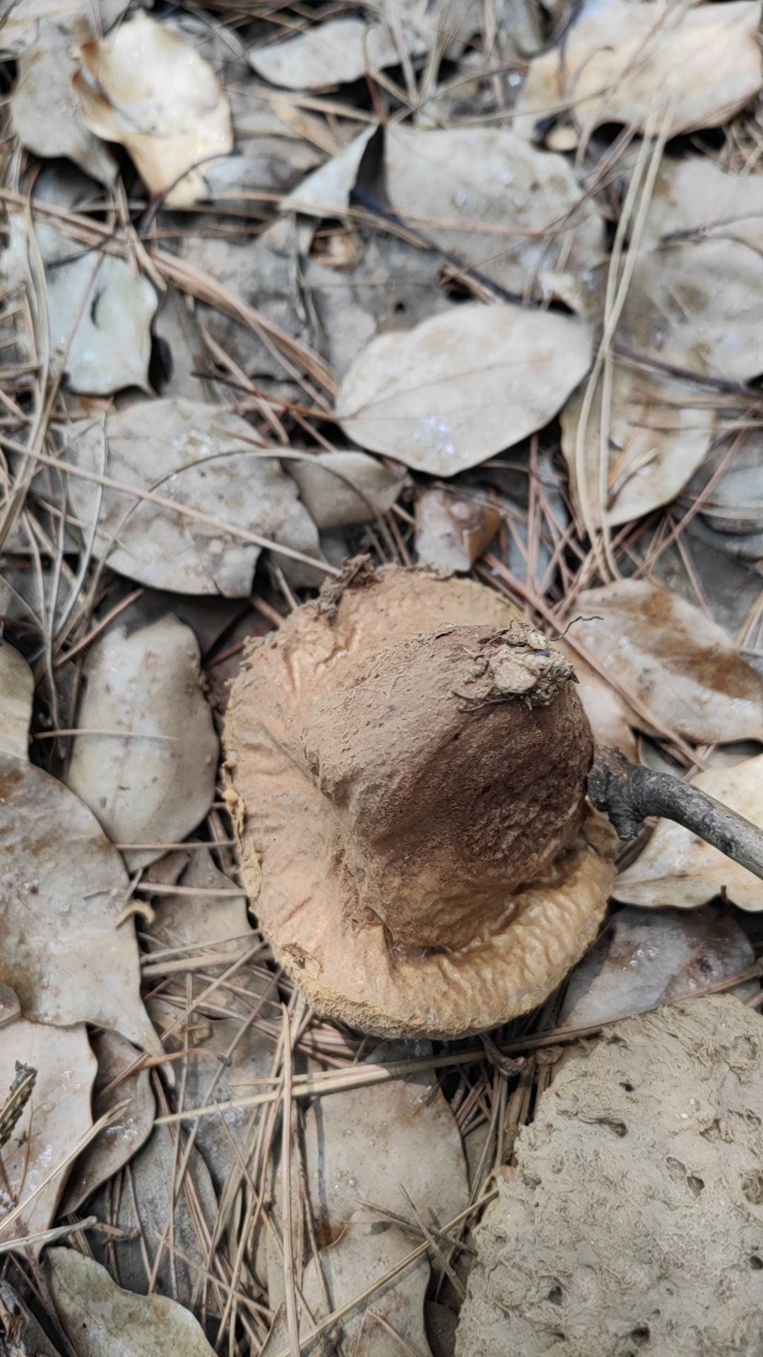 锐棘秃马勃参照种 等