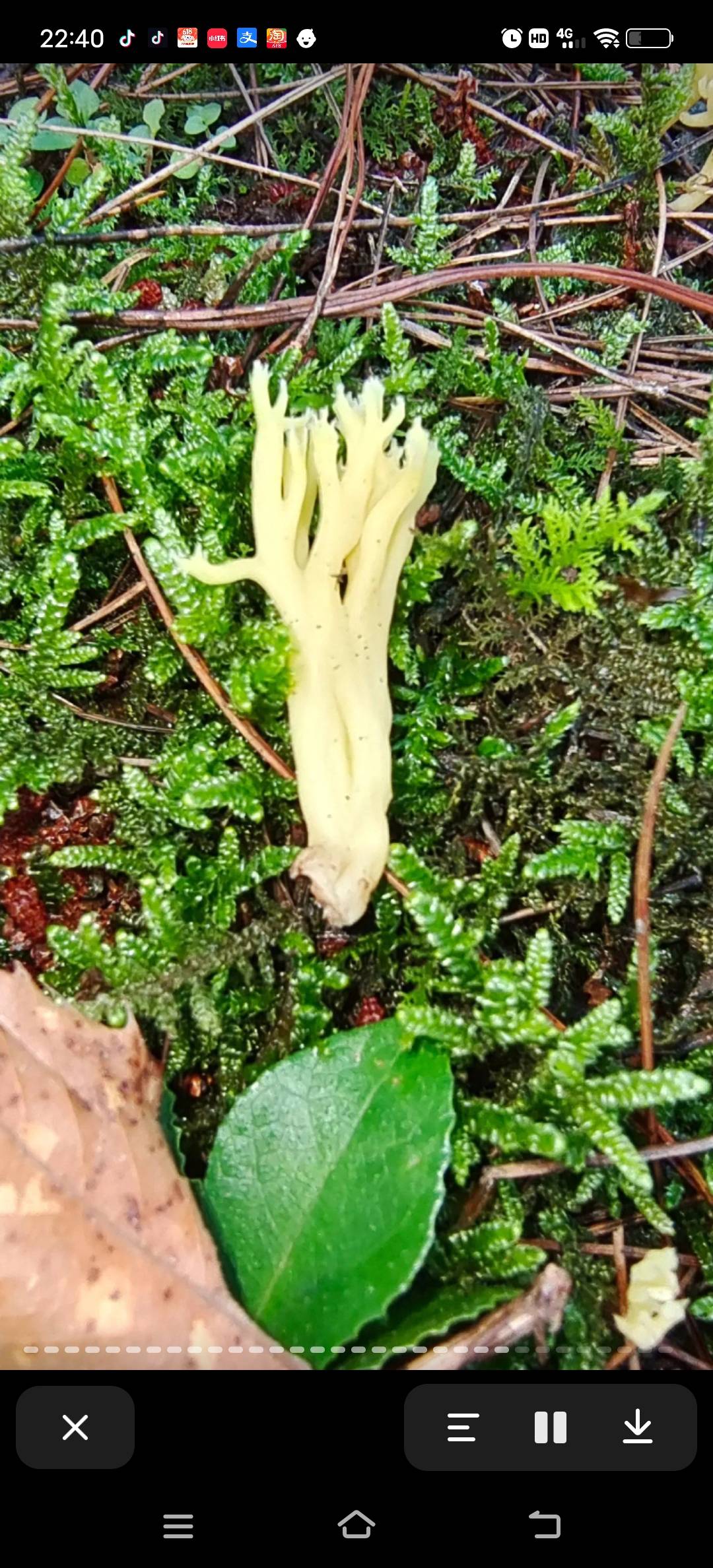 可译为黄锁瑚菌，flava是黄色的意思