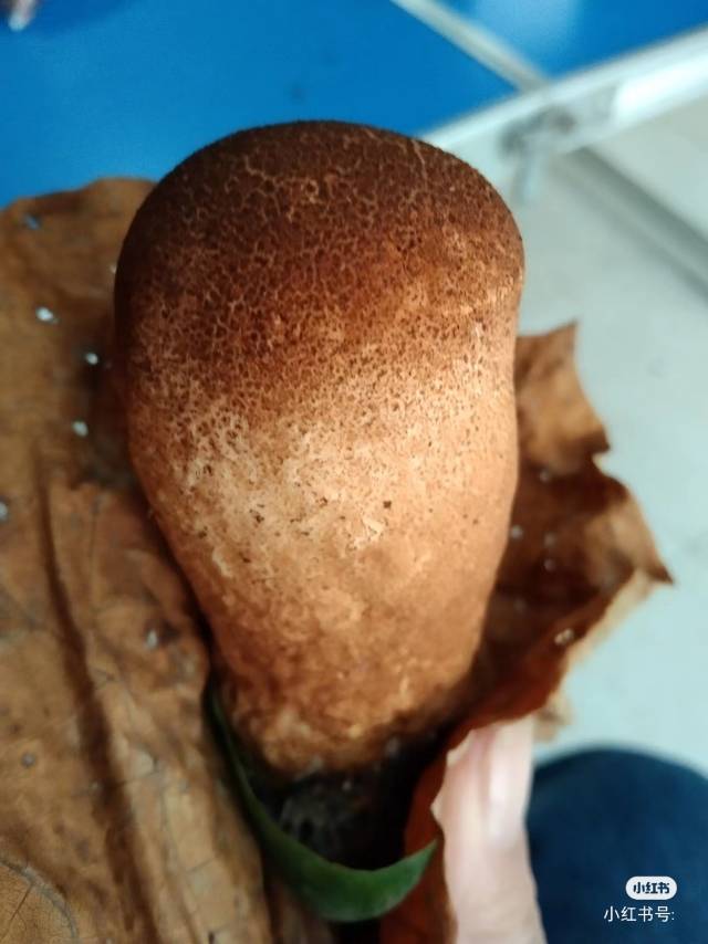 粟粒皮秃马勃参照种