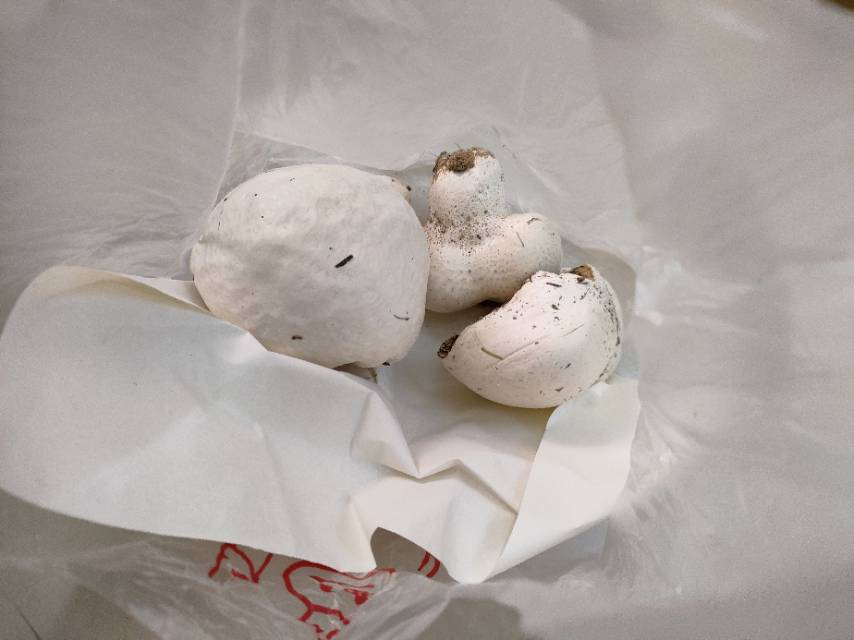 杯形秃马勃参照种