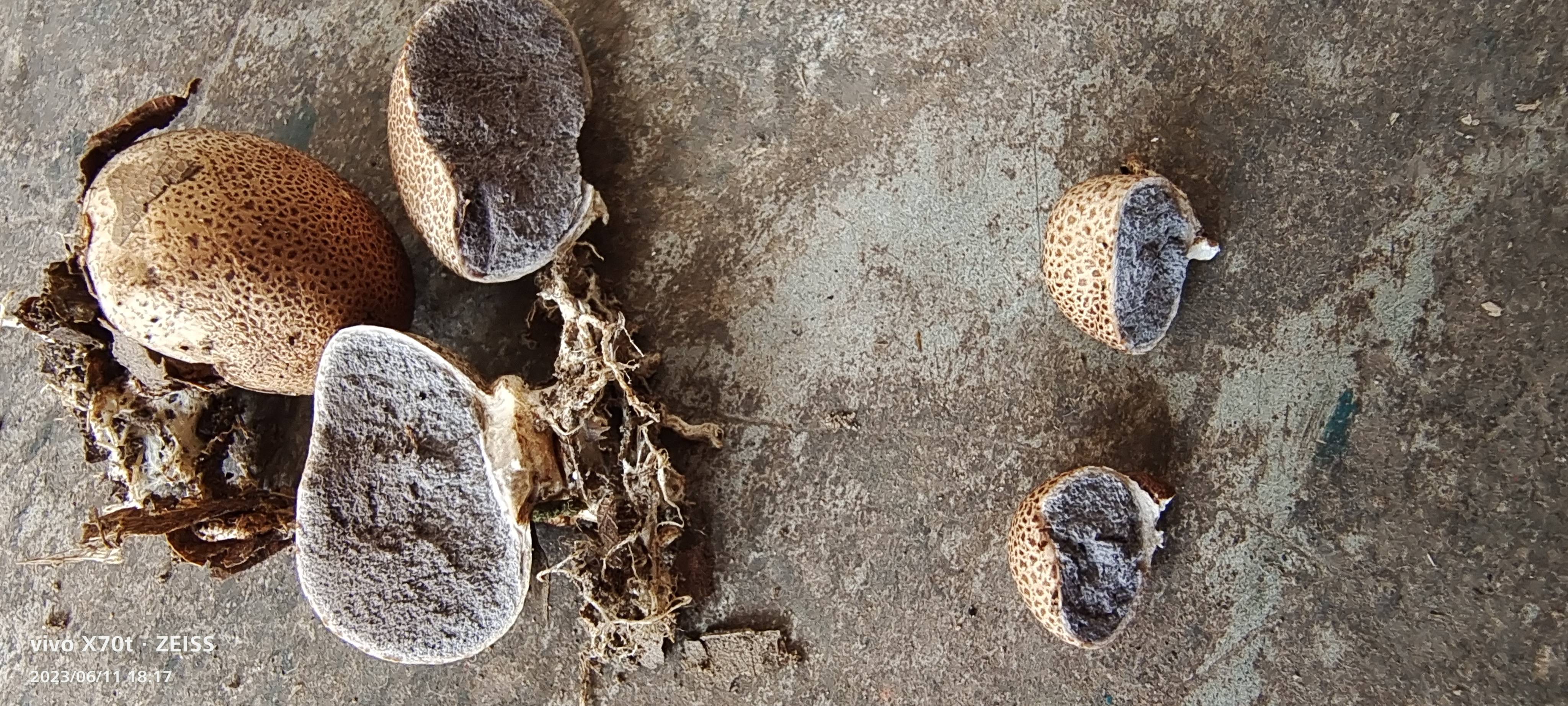 灰疣硬皮马勃参照种 等