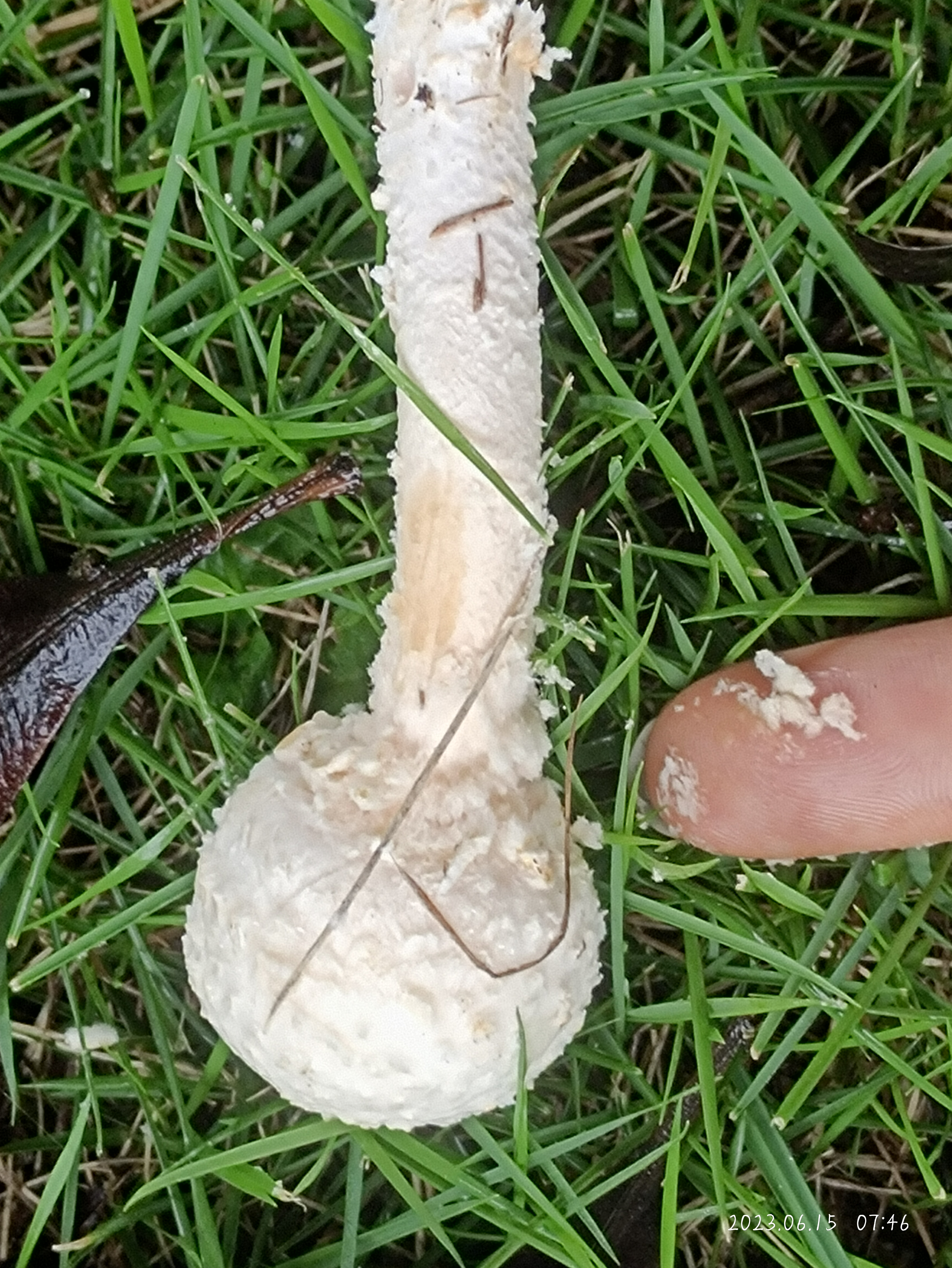 密鳞腐生鹅膏参照种