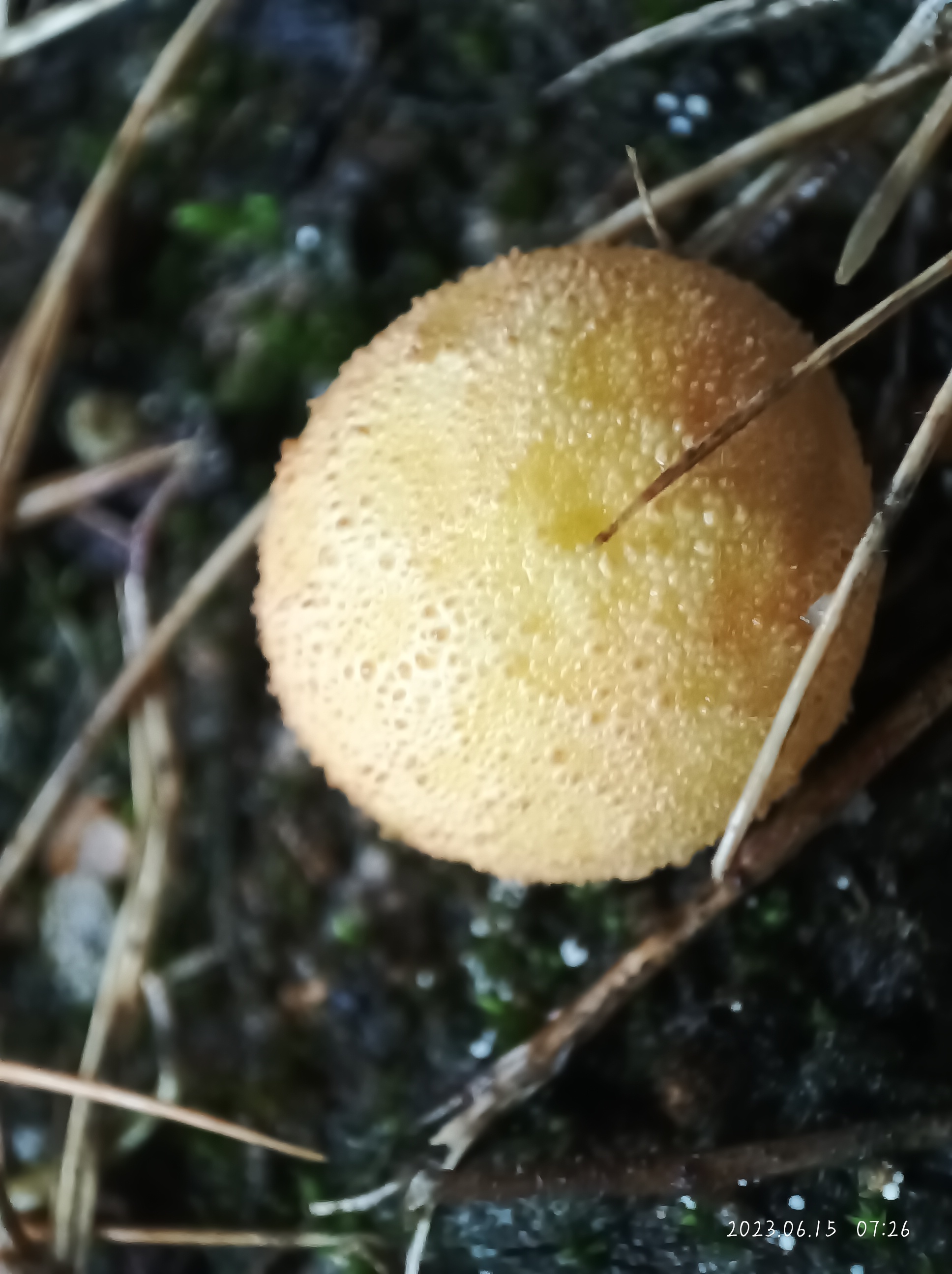 网纹马勃参照种