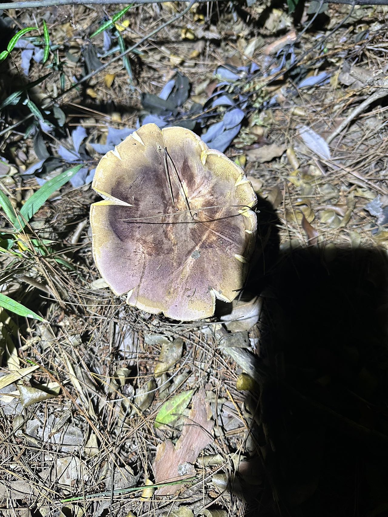 Chiua angusticystidiata