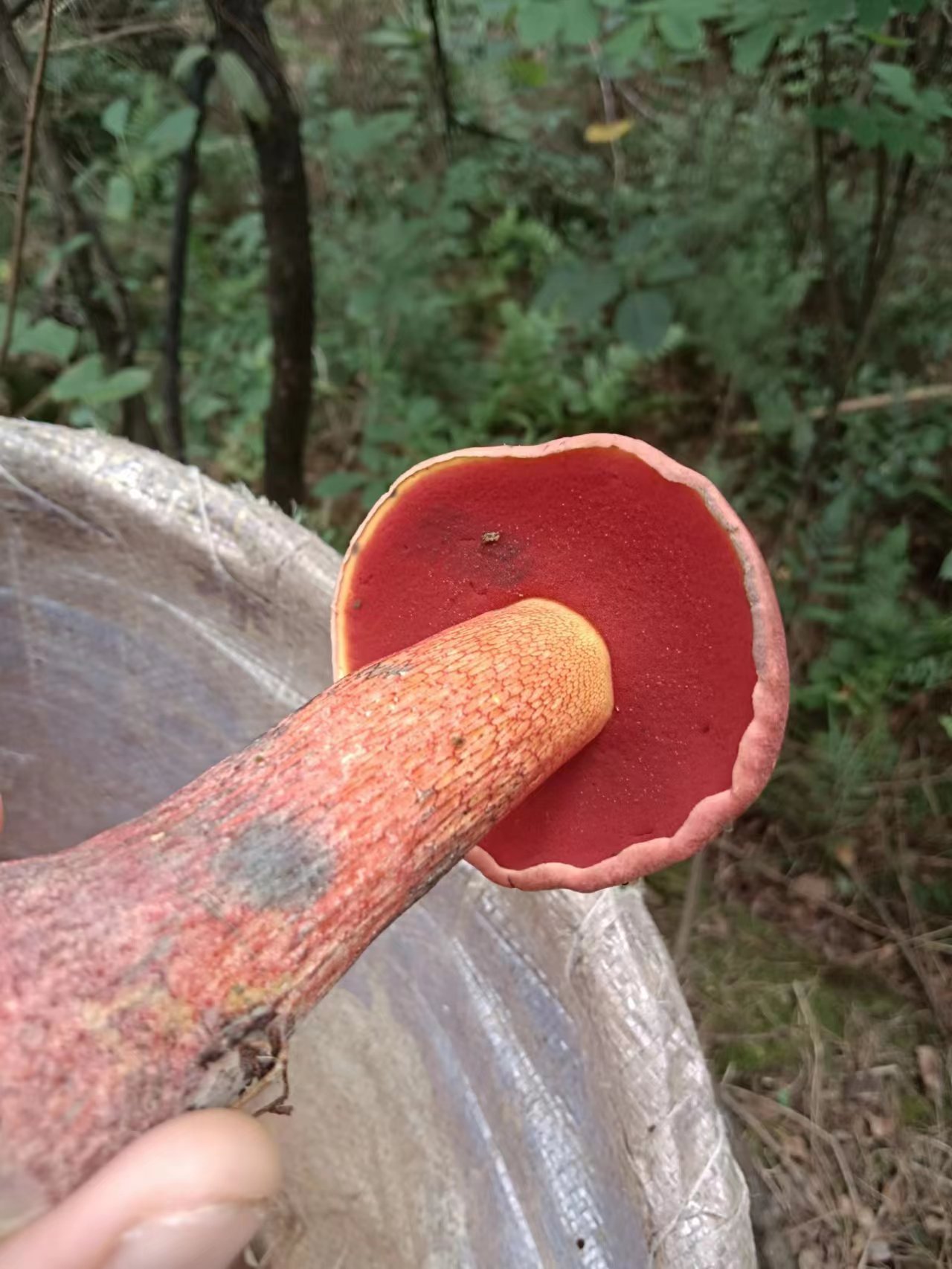 蛇皮红孔牛肝菌