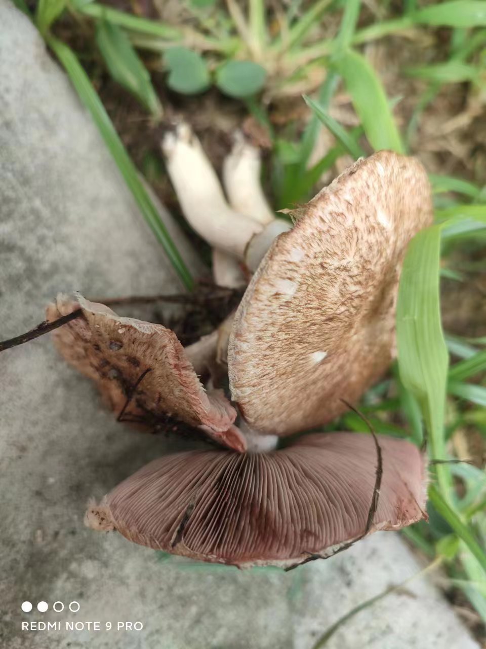 皮尔逊蘑菇近缘种