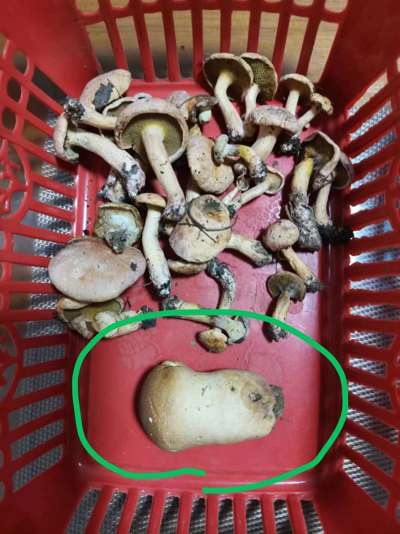 粟粒皮秃马勃参照种