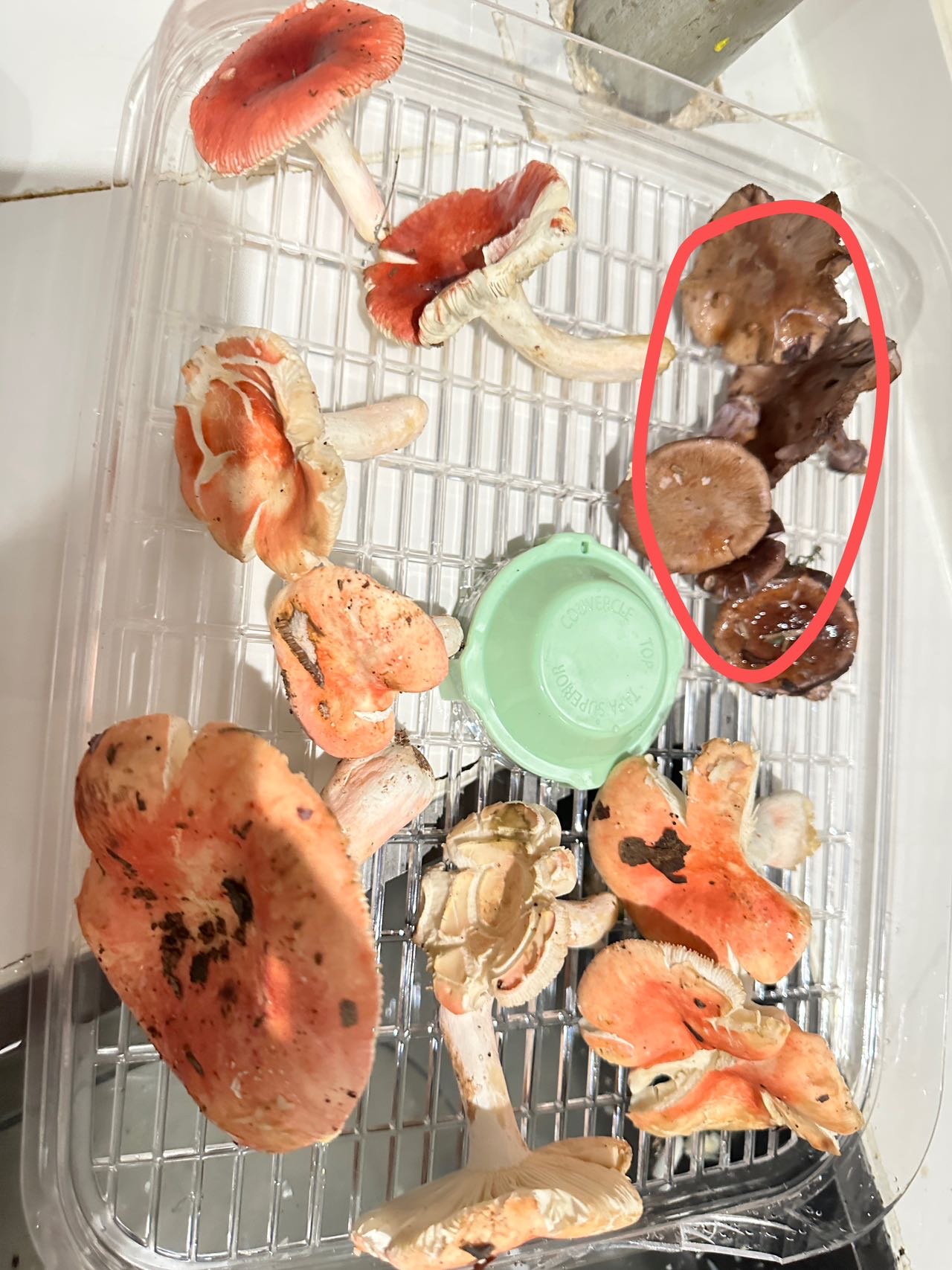 中华紫萨氏丝膜菌