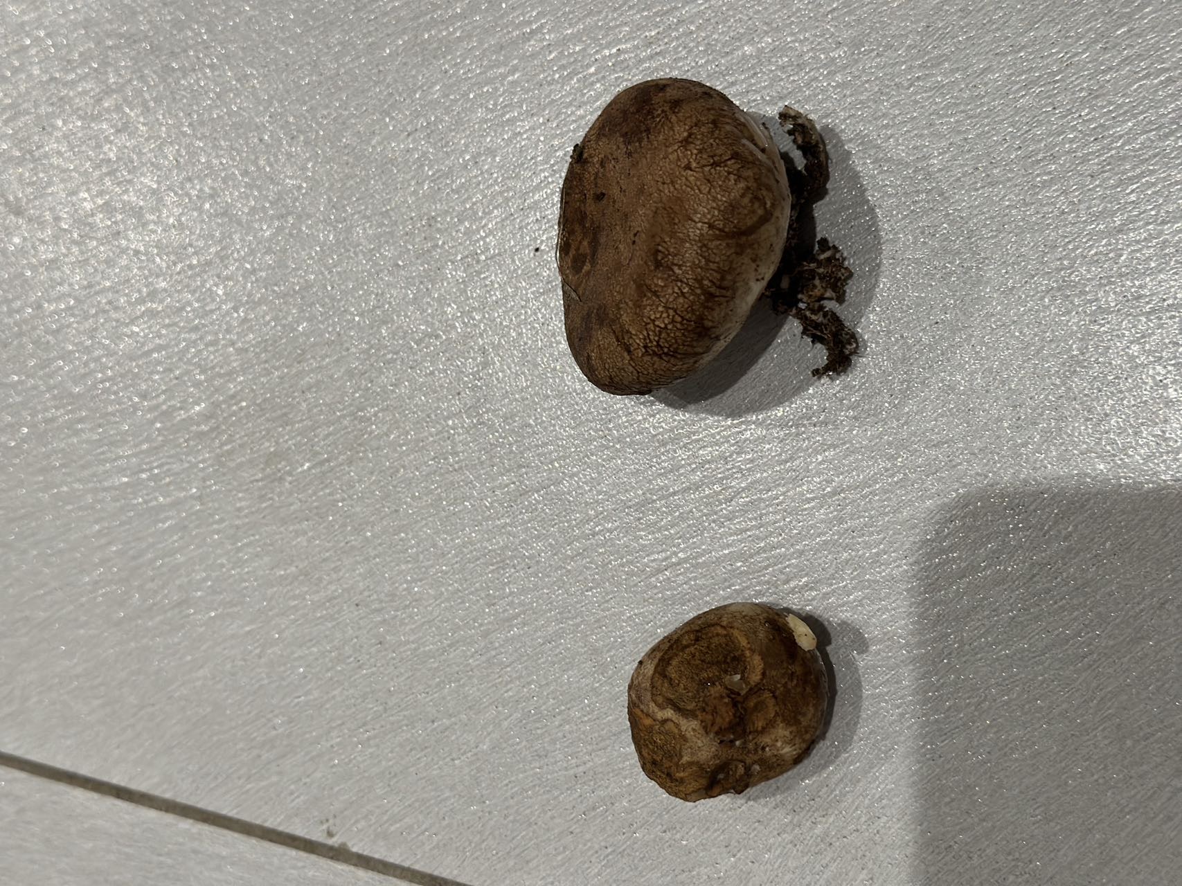 光硬皮马勃参照种