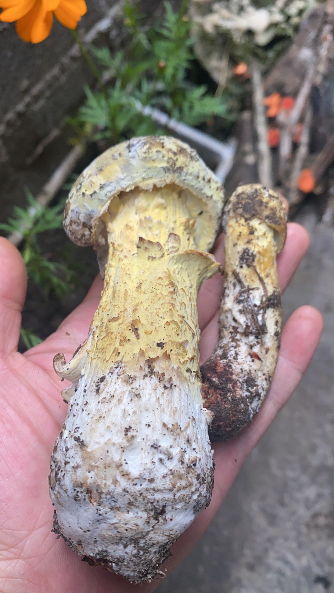 被Hypomyces寄生的牛肝