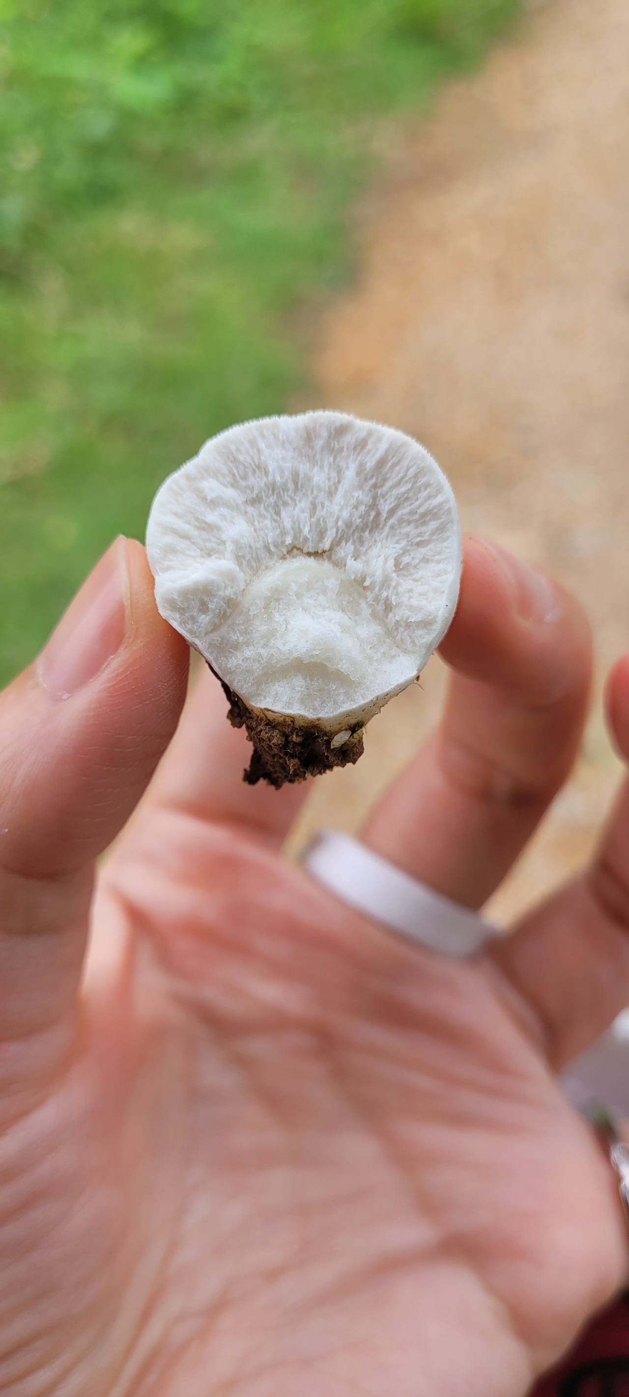 青紫马勃参照种