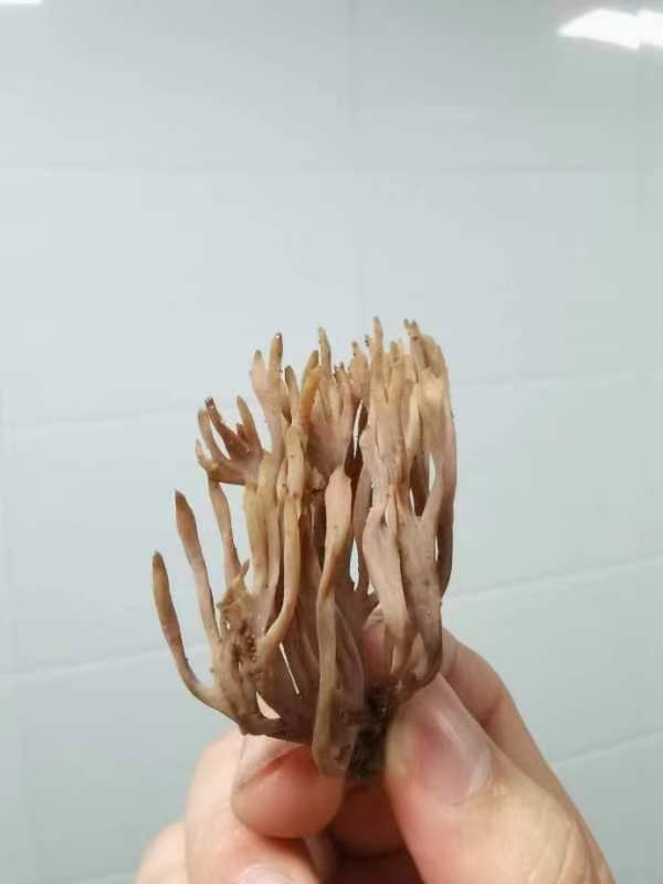 Clavulina lilaceorosea