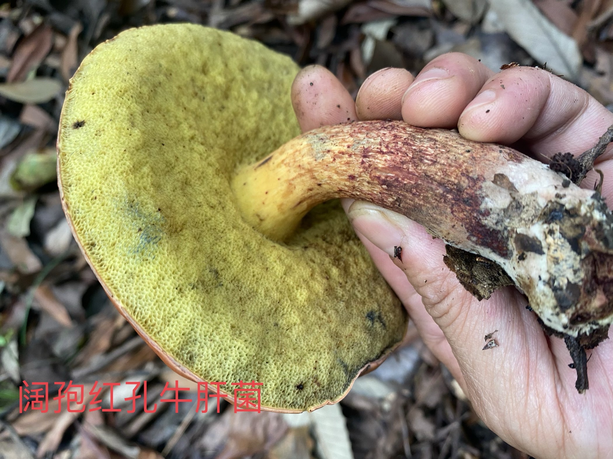 宽孢红孔牛肝菌