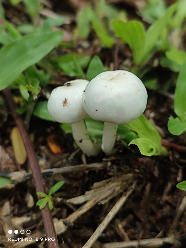 巴基斯坦黏皮伞参照种