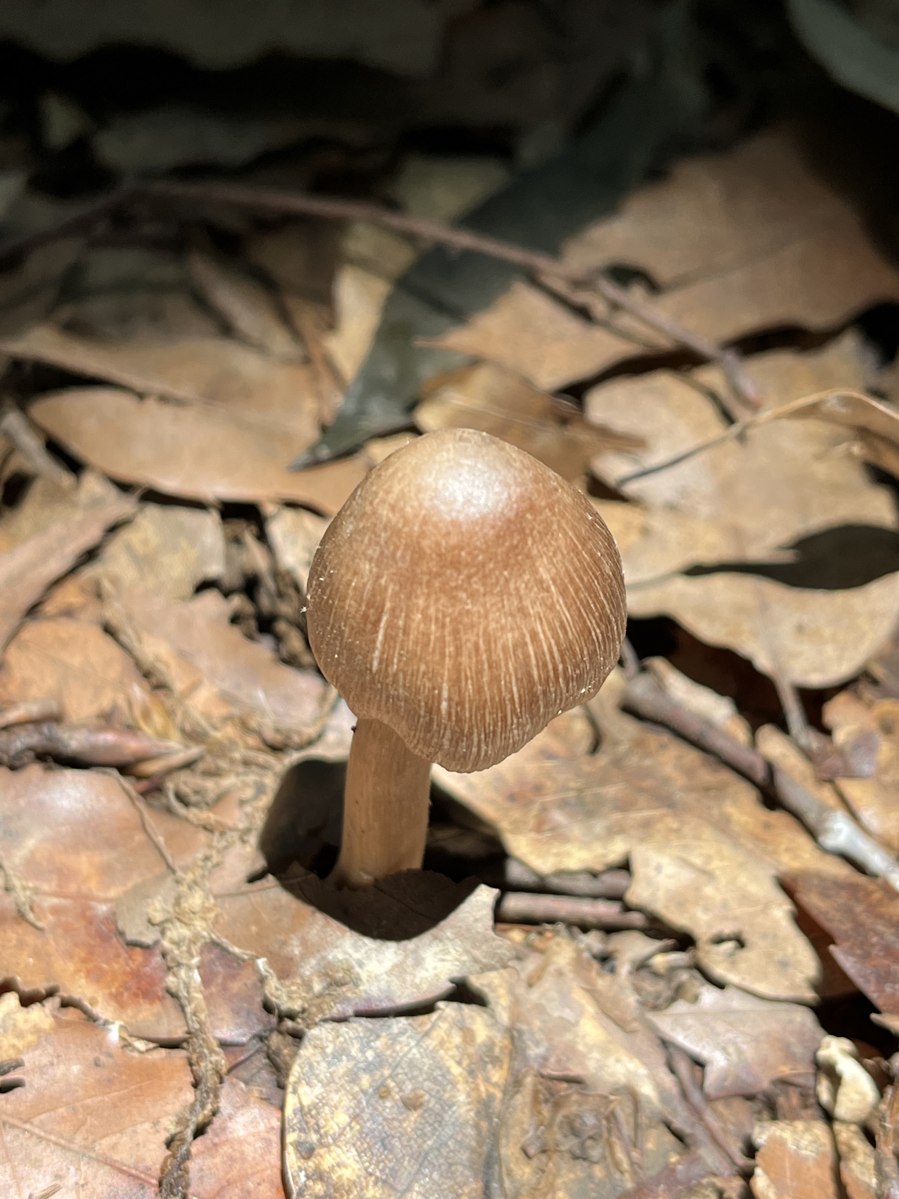 Inocybe aff. cicatricata