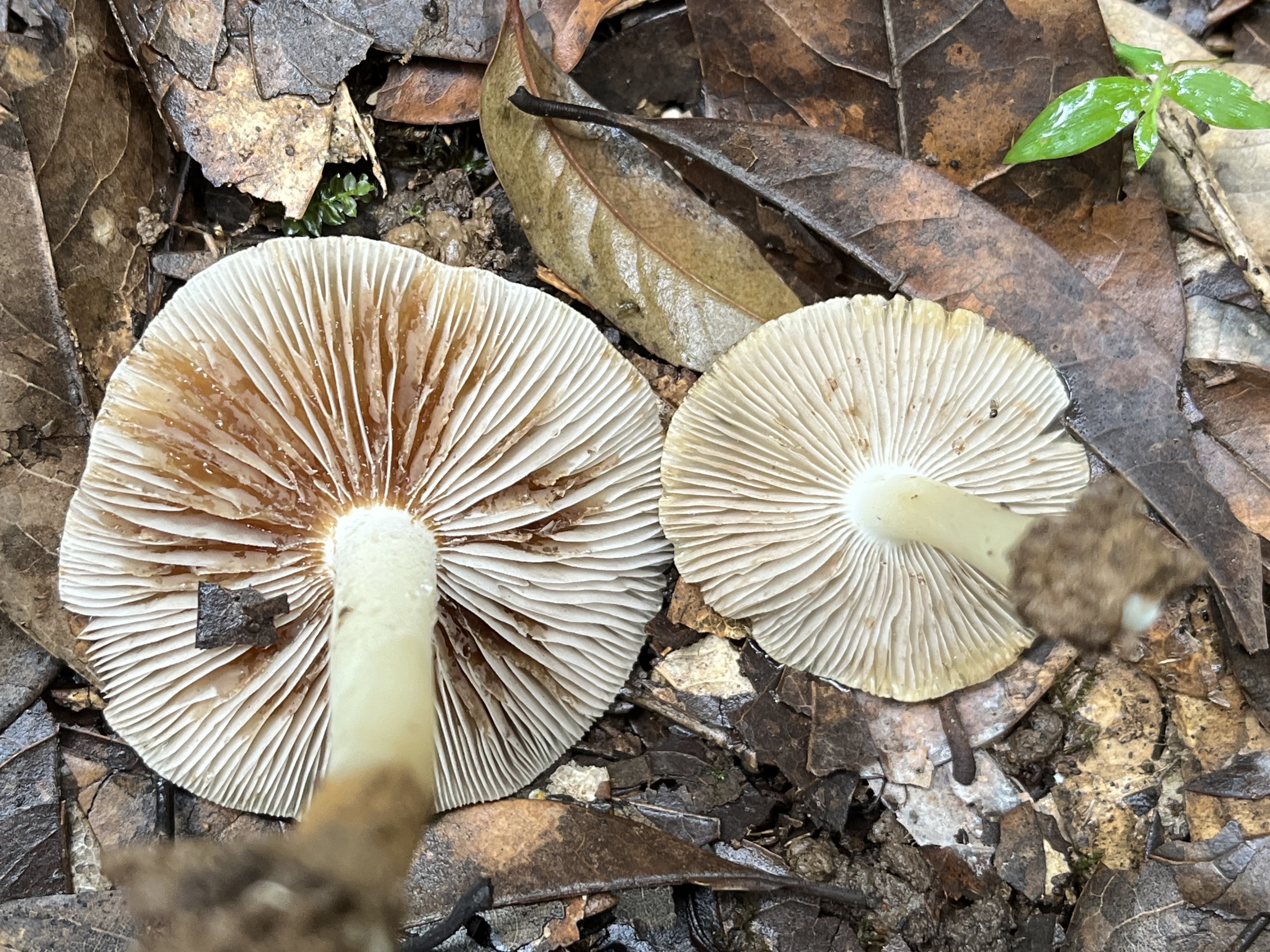 Inocybe aff. mimeana