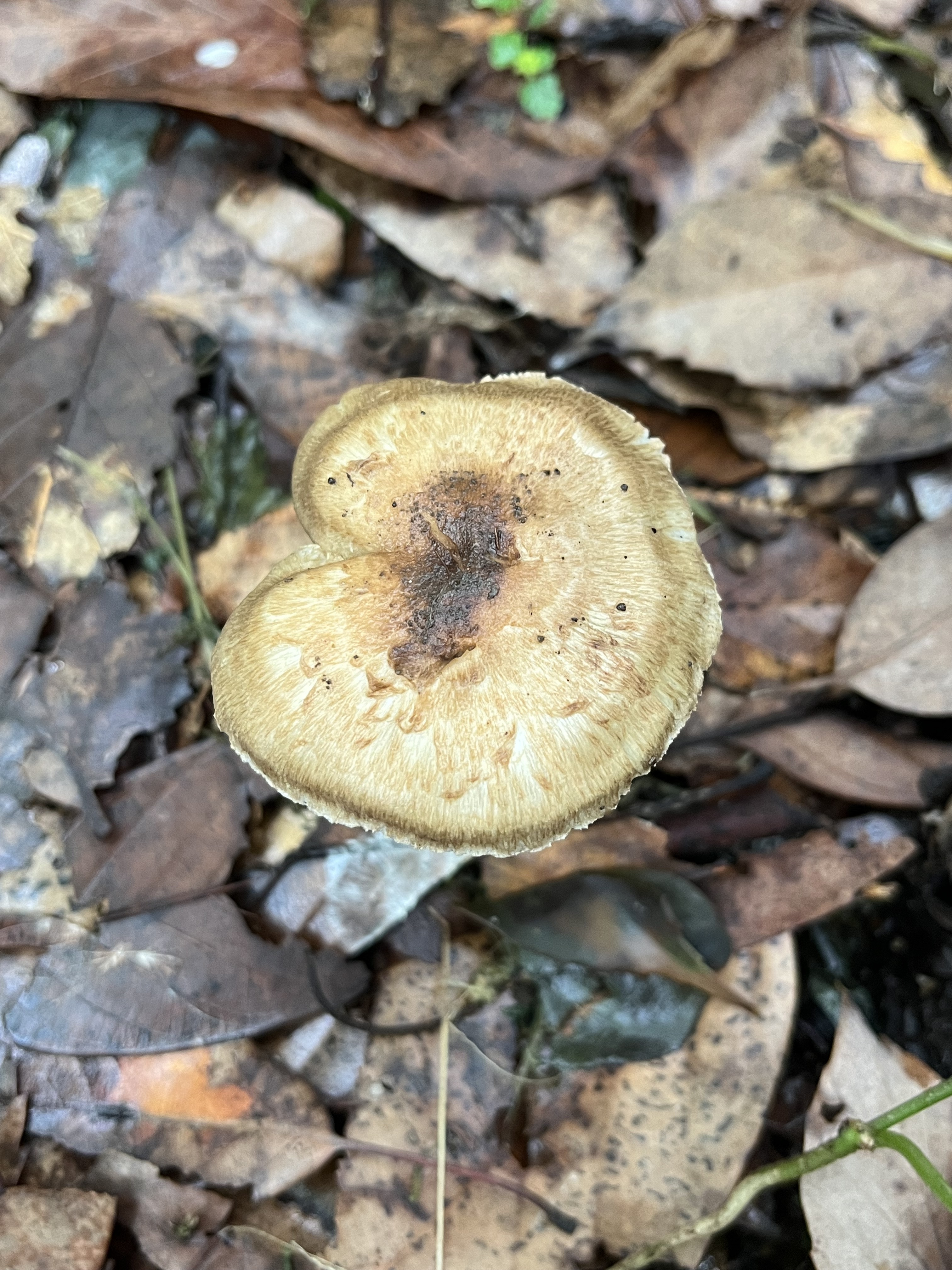 Inocybe aff. sepiana