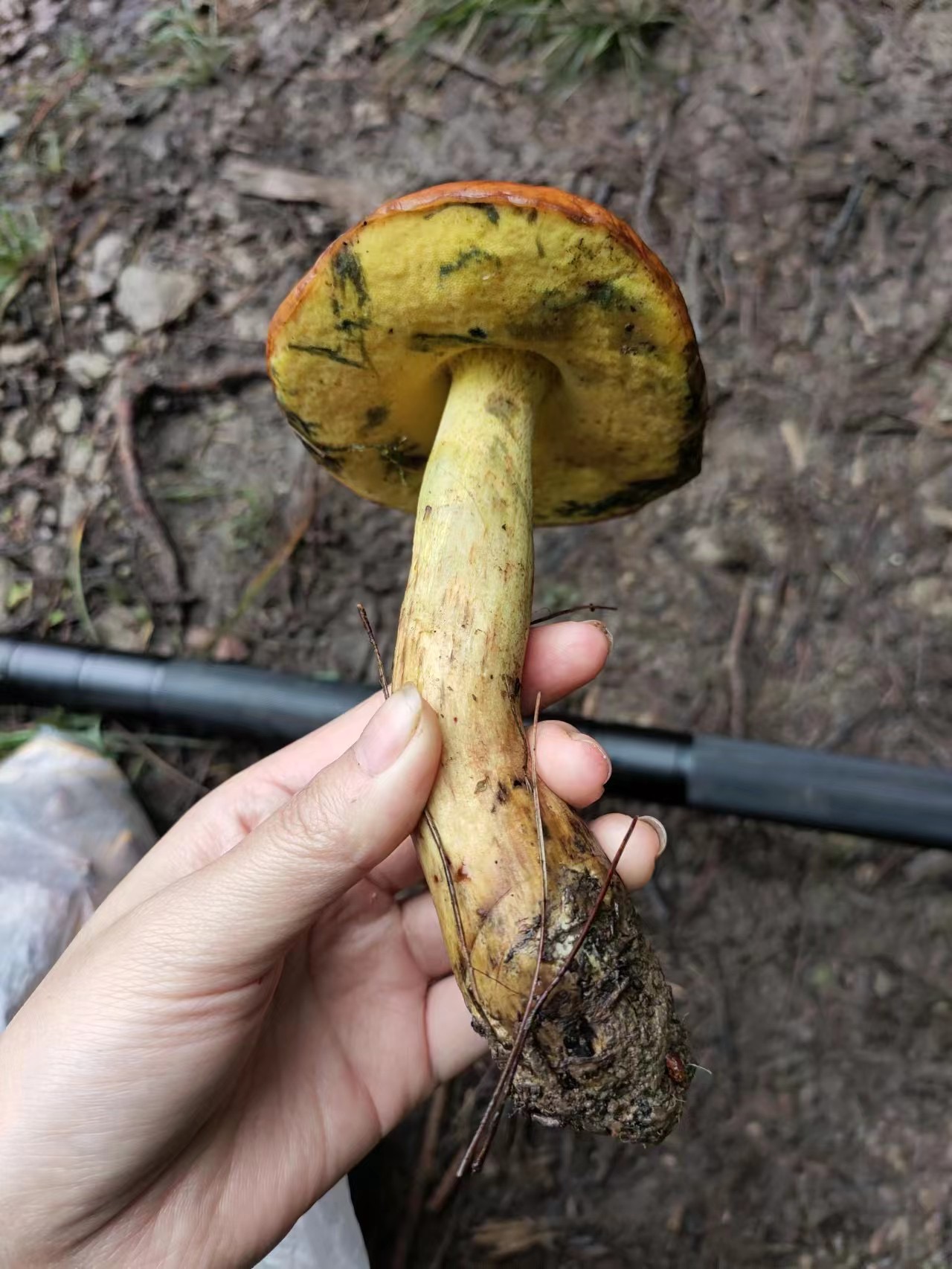 Butyriboletus parachinarensis