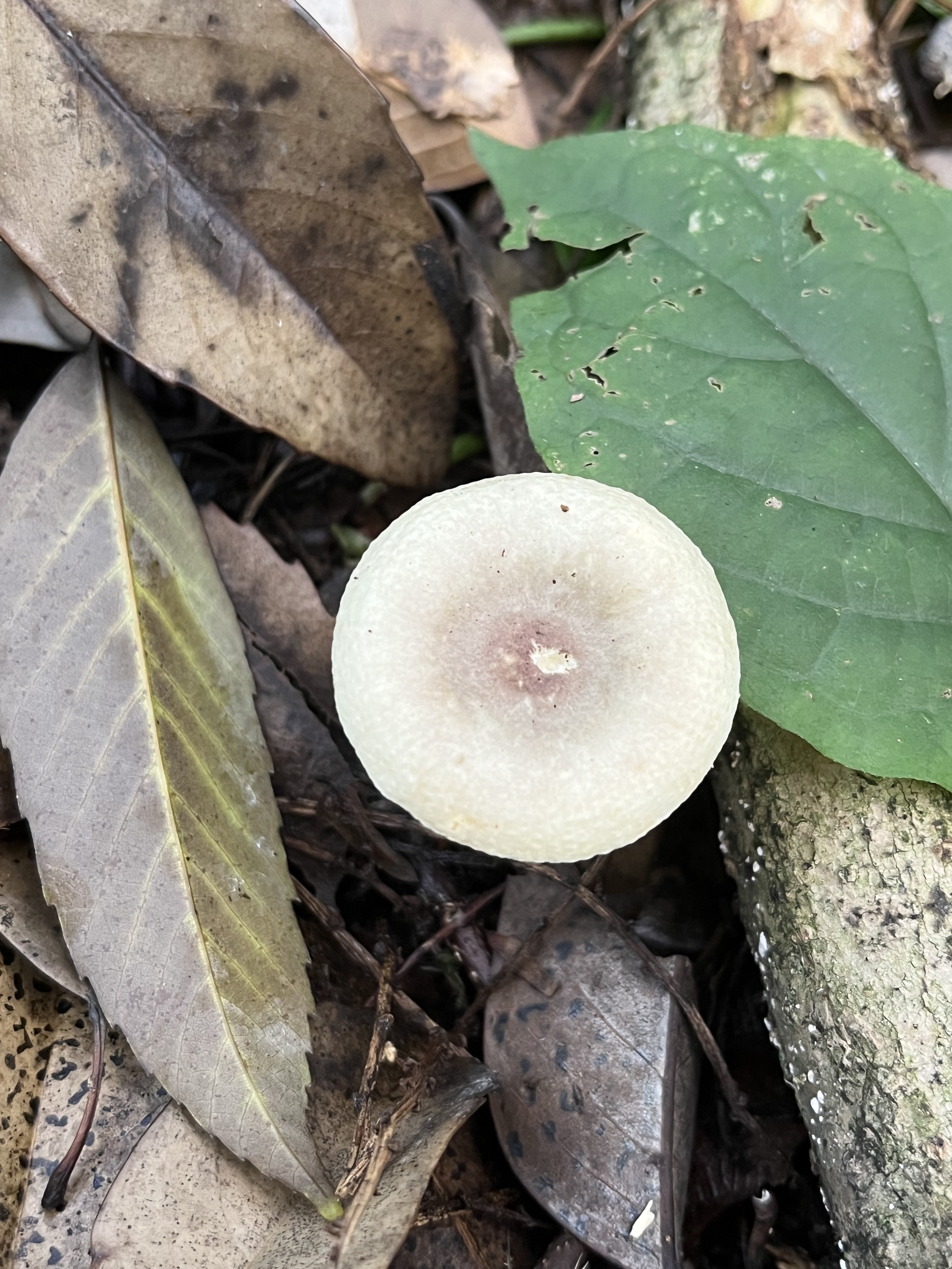 Russula sp.