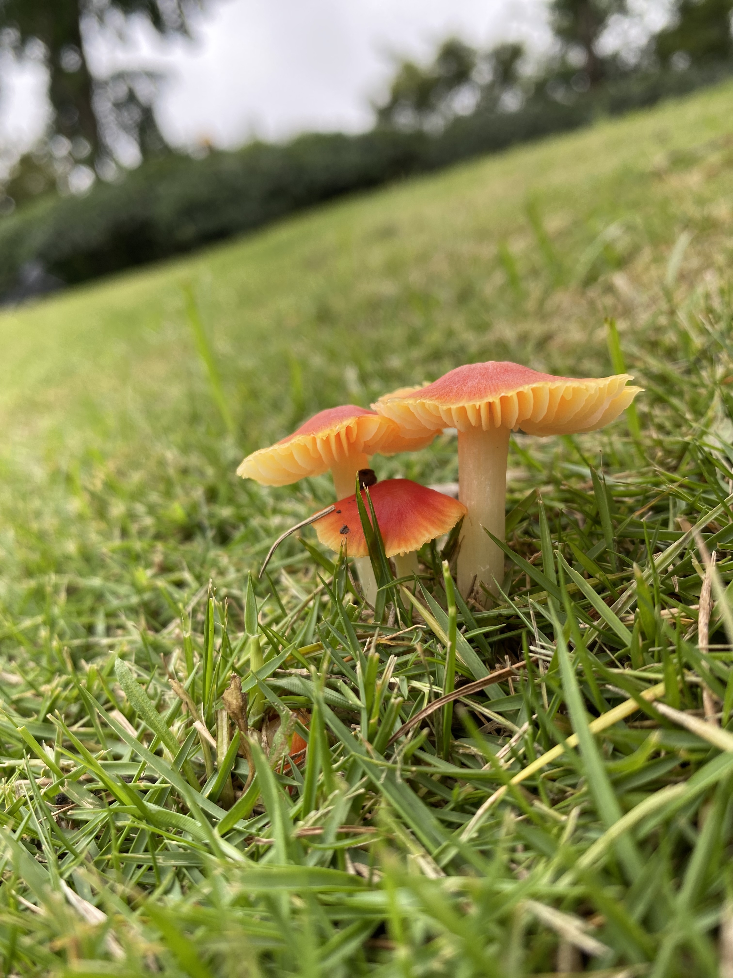 假尖锥湿伞近似种