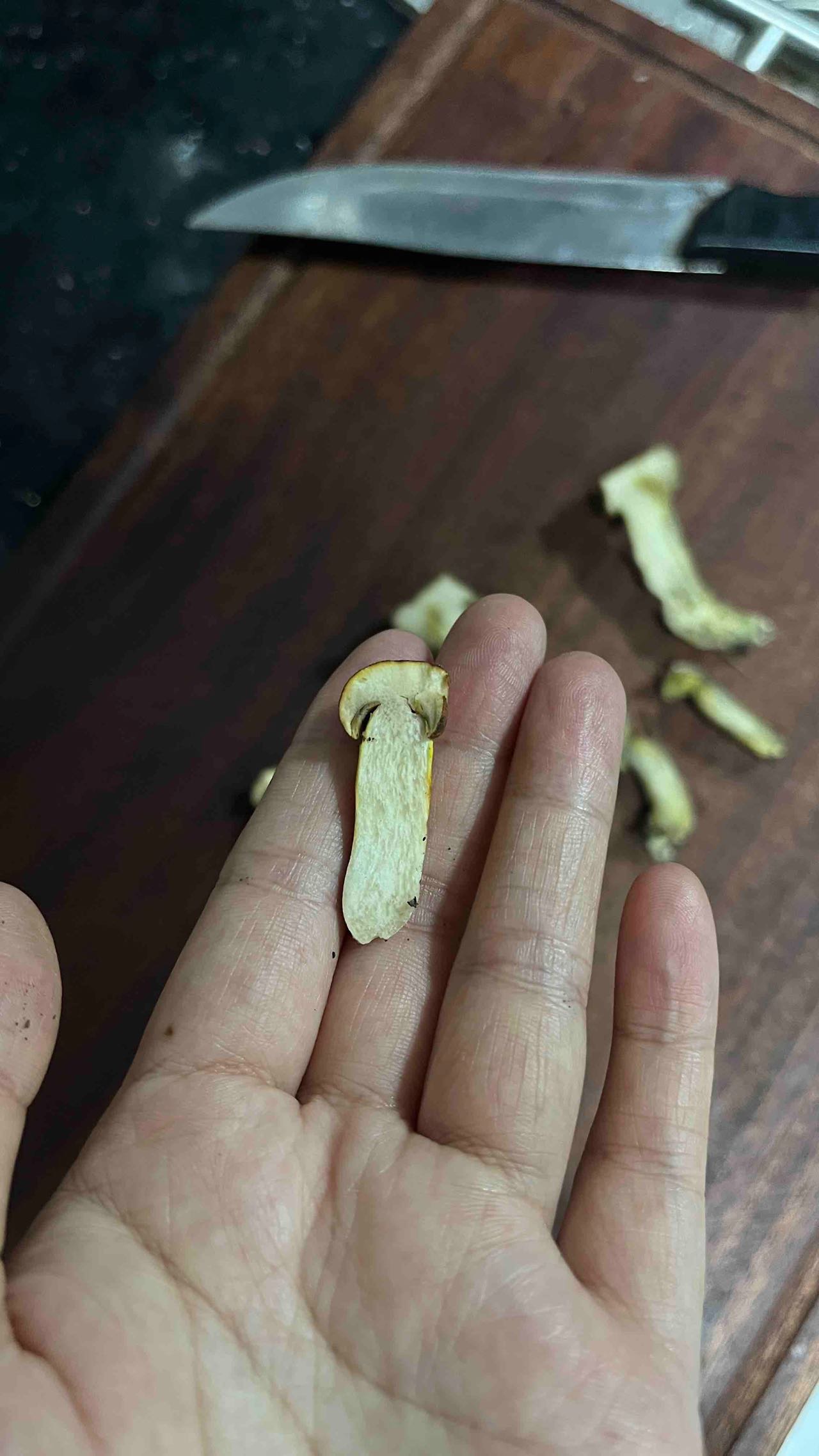 Tylopilus aurantiacus