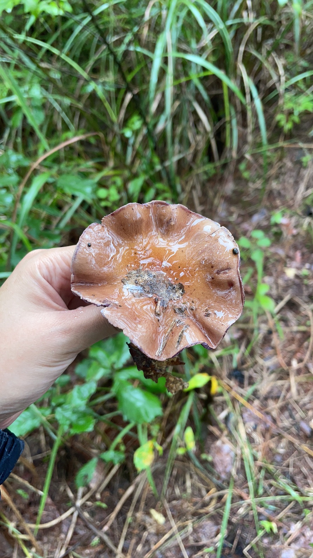 中华紫萨氏丝膜菌