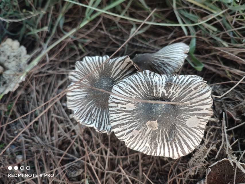 Agaricus sp. nov.