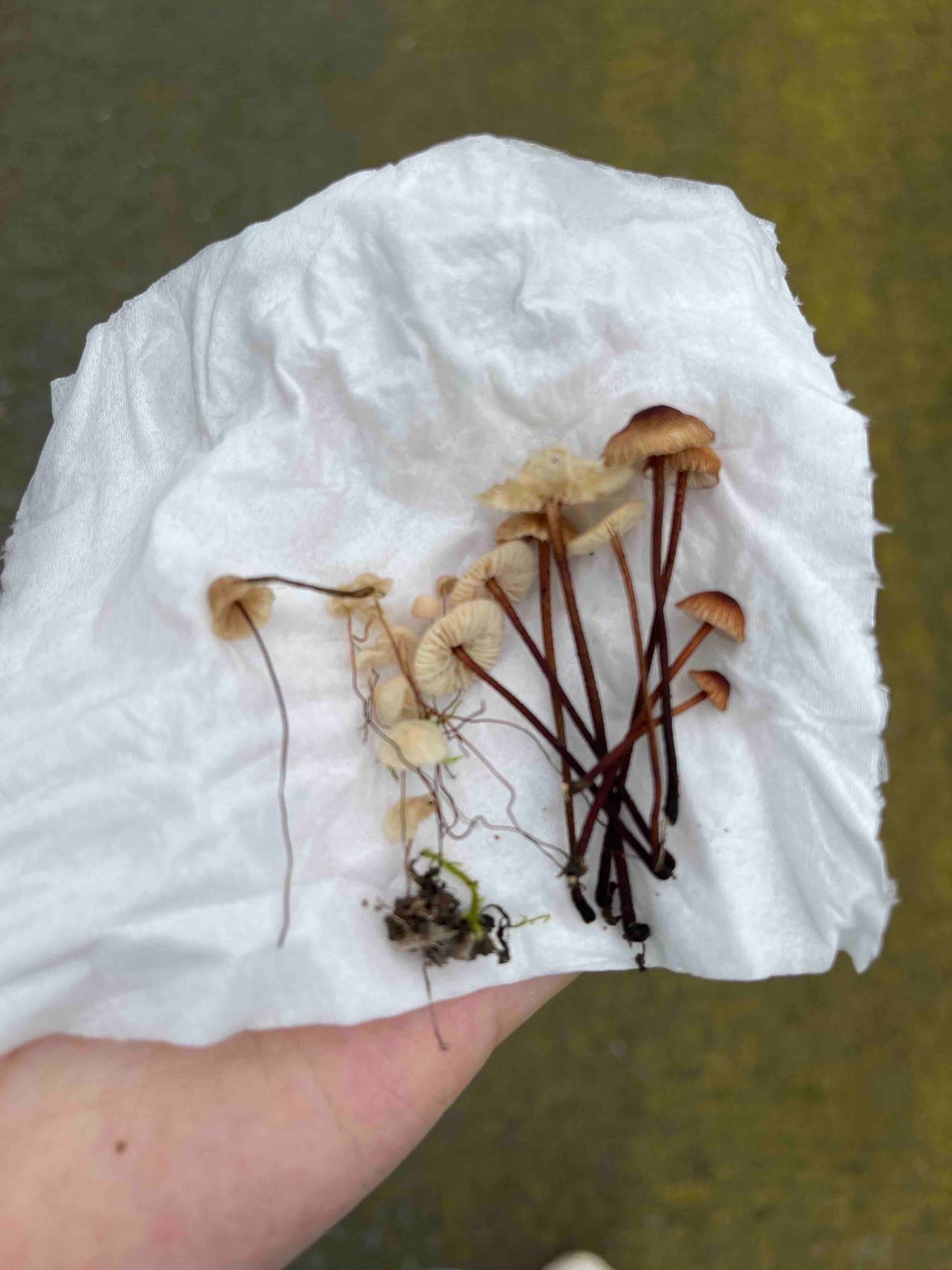 参照红盖小皮伞近似种