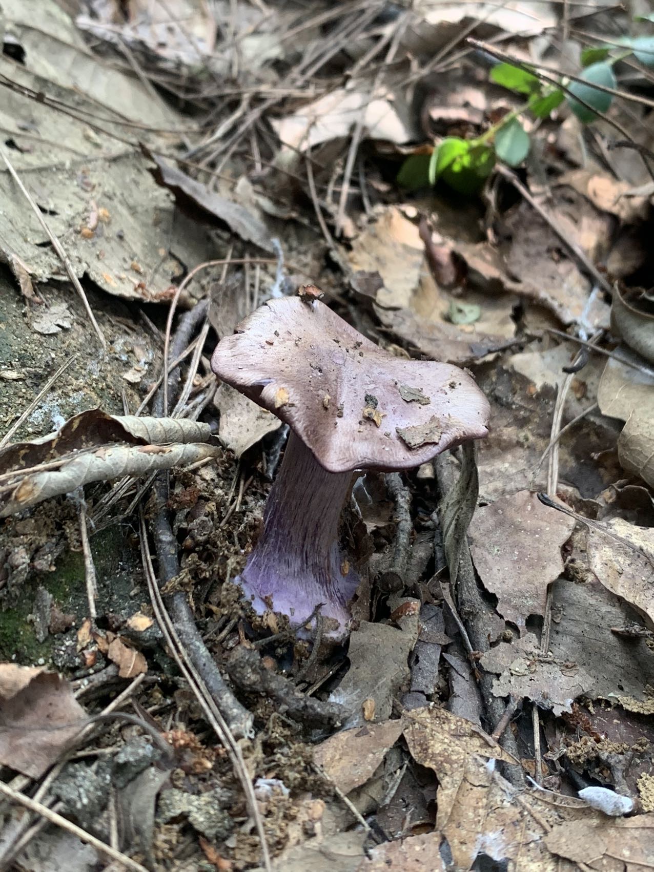 中华紫萨氏丝膜菌