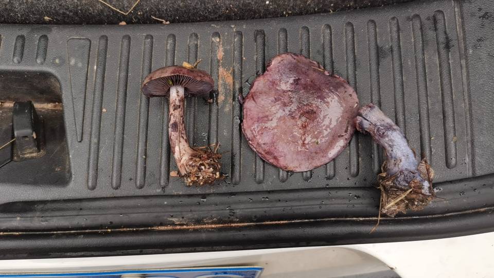 紫褐黏盖丝膜菌参照种