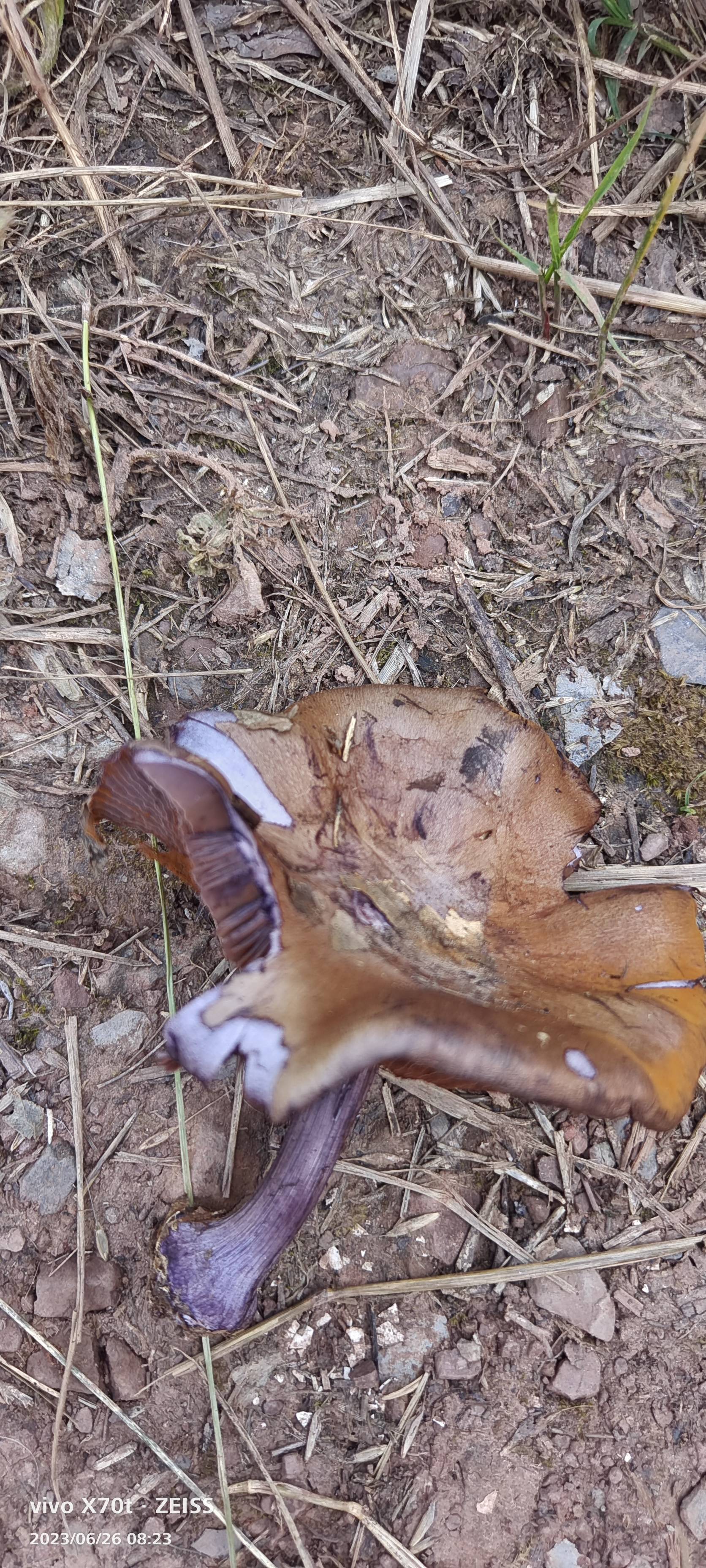 中华紫萨氏丝膜菌