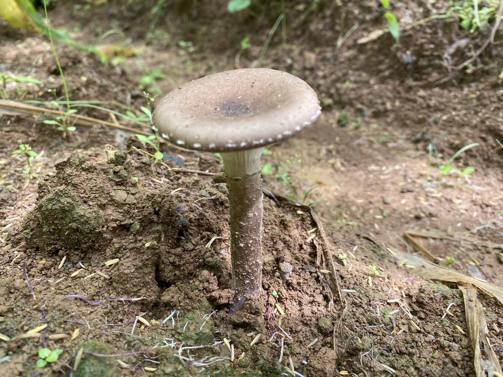 巨大侧耳（猪肚菌）